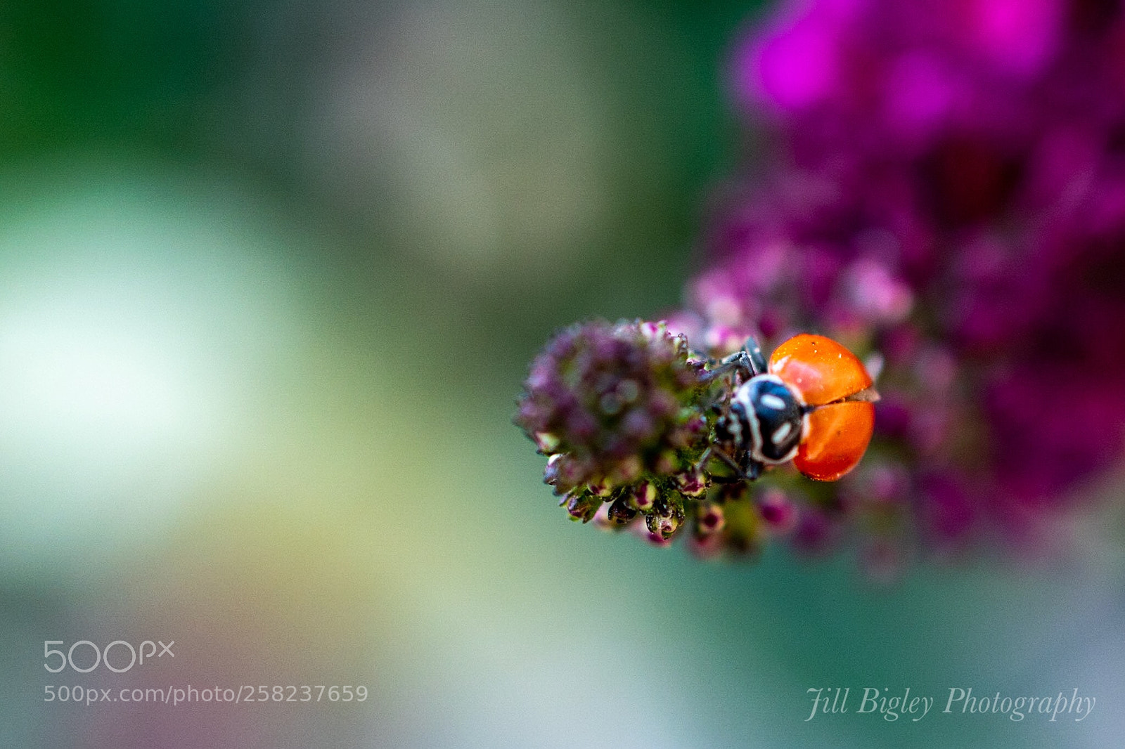 Nikon D5600 sample photo. Ladybug on flower photography