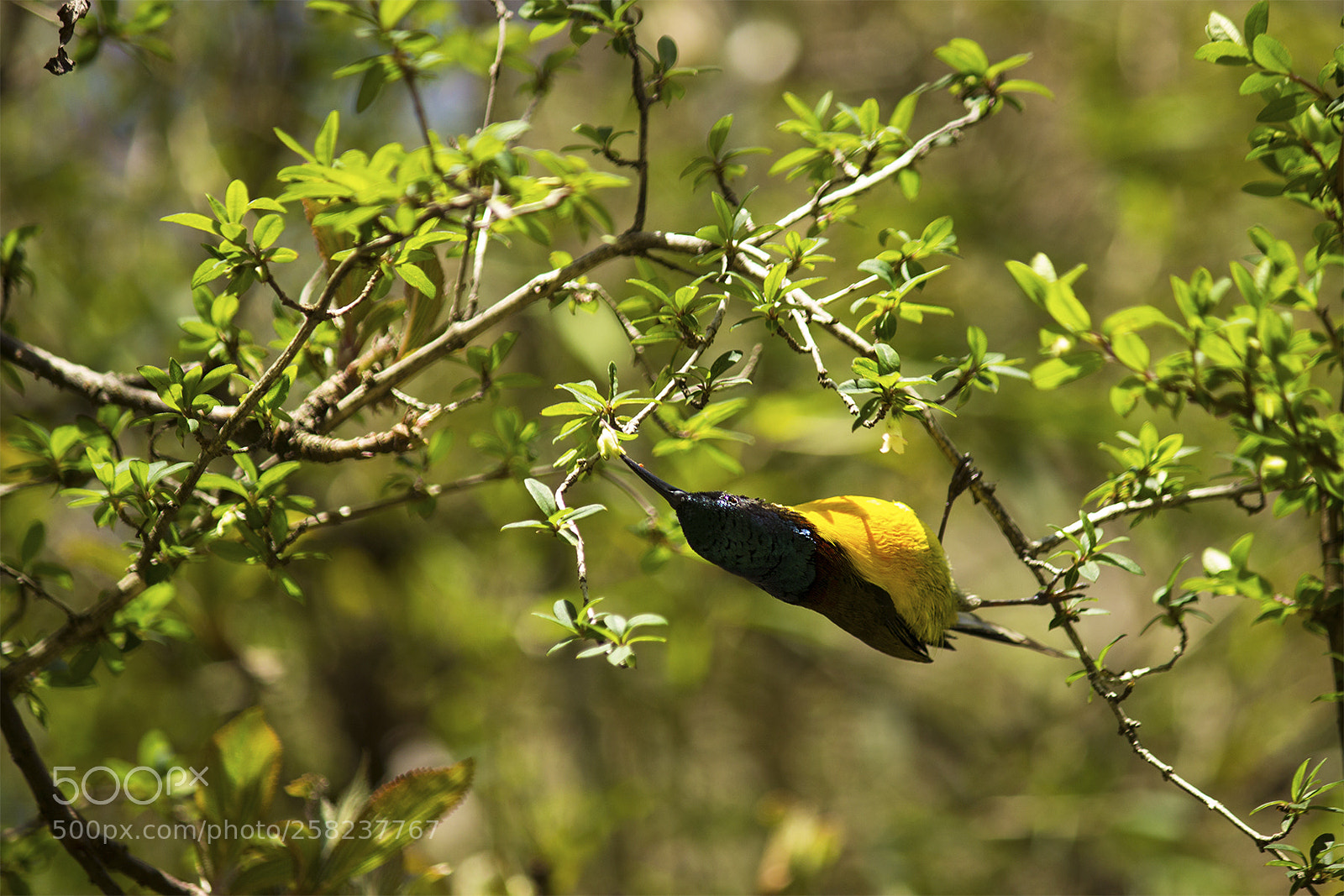 Canon EOS 600D (Rebel EOS T3i / EOS Kiss X5) sample photo. Yellow bird photography