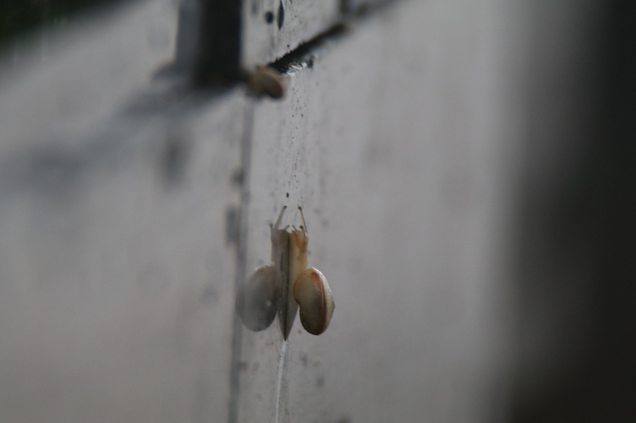 Tamron SP 150-600mm F5-6.3 Di VC USD sample photo. 拼搏struggle hard photography