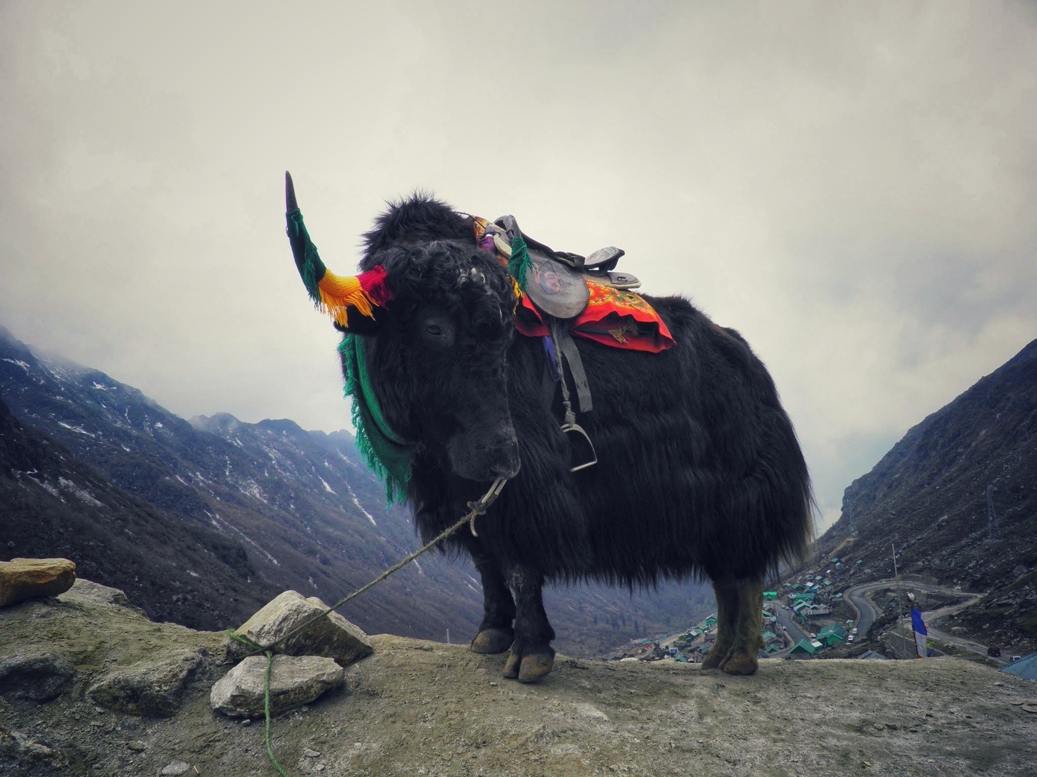 Olympus SP800UZ sample photo. Himalayan domestic yak photography