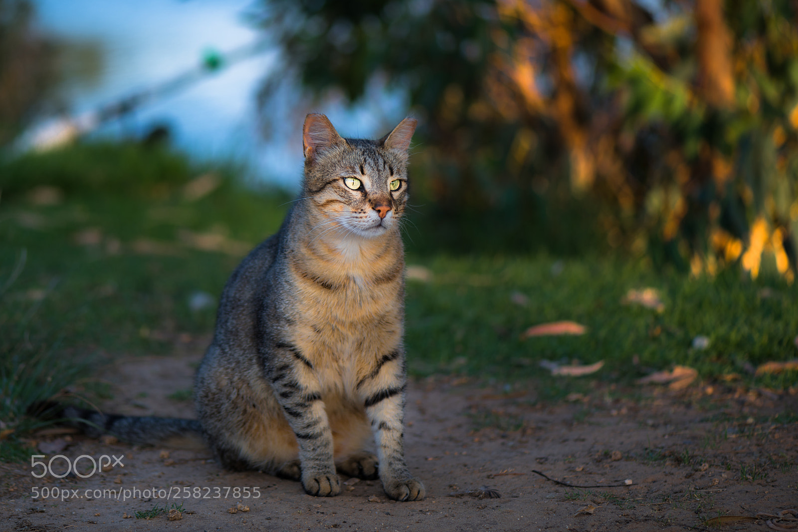 Nikon D850 sample photo. The observer photography