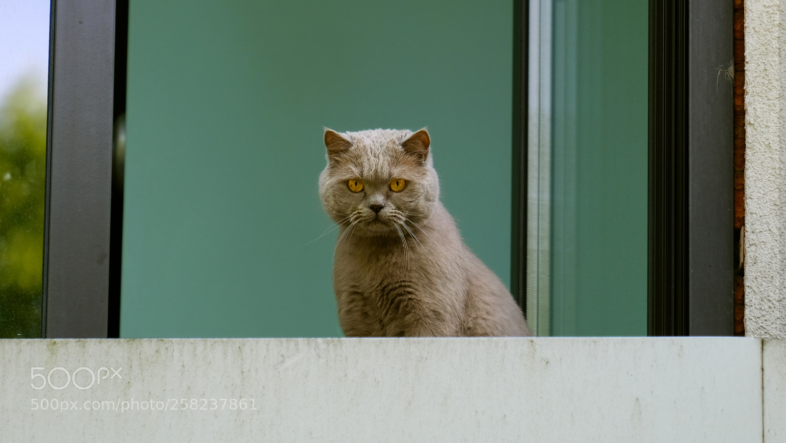 Fujifilm X-T20 sample photo. Scottish blue cat photography