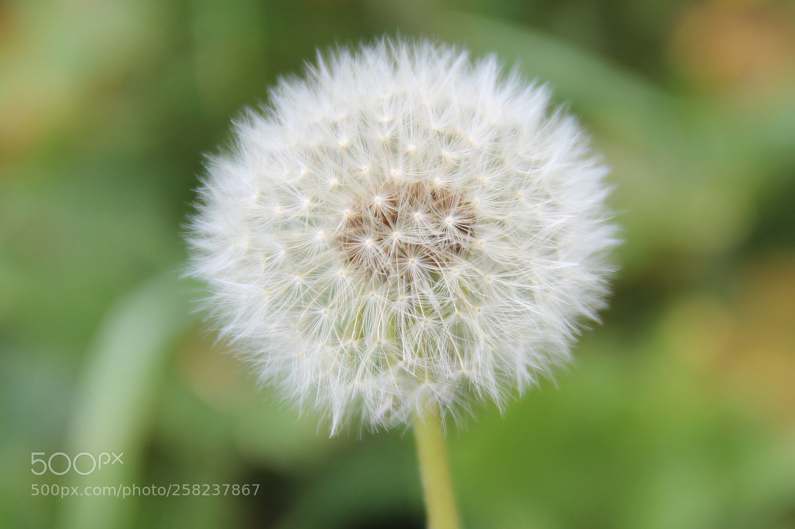 Canon EOS 600D (Rebel EOS T3i / EOS Kiss X5) sample photo. Wish time photography