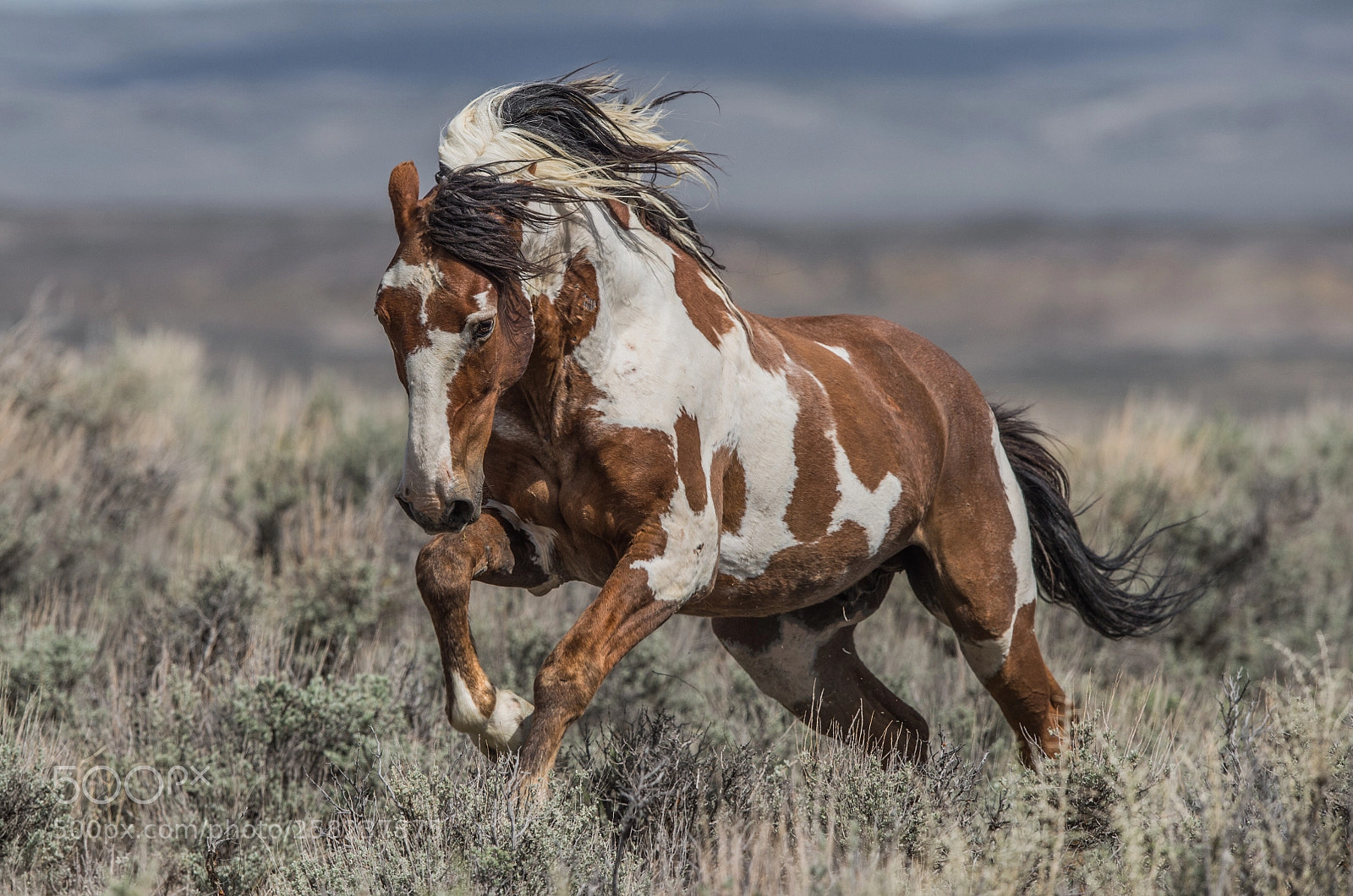 Nikon D4 sample photo. Mustang  photography