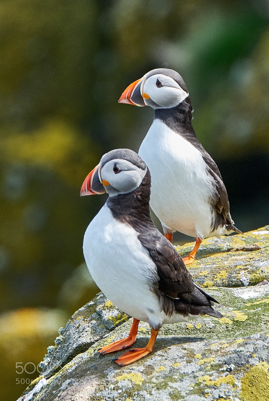Fujifilm X-T2 sample photo. Puffins photography