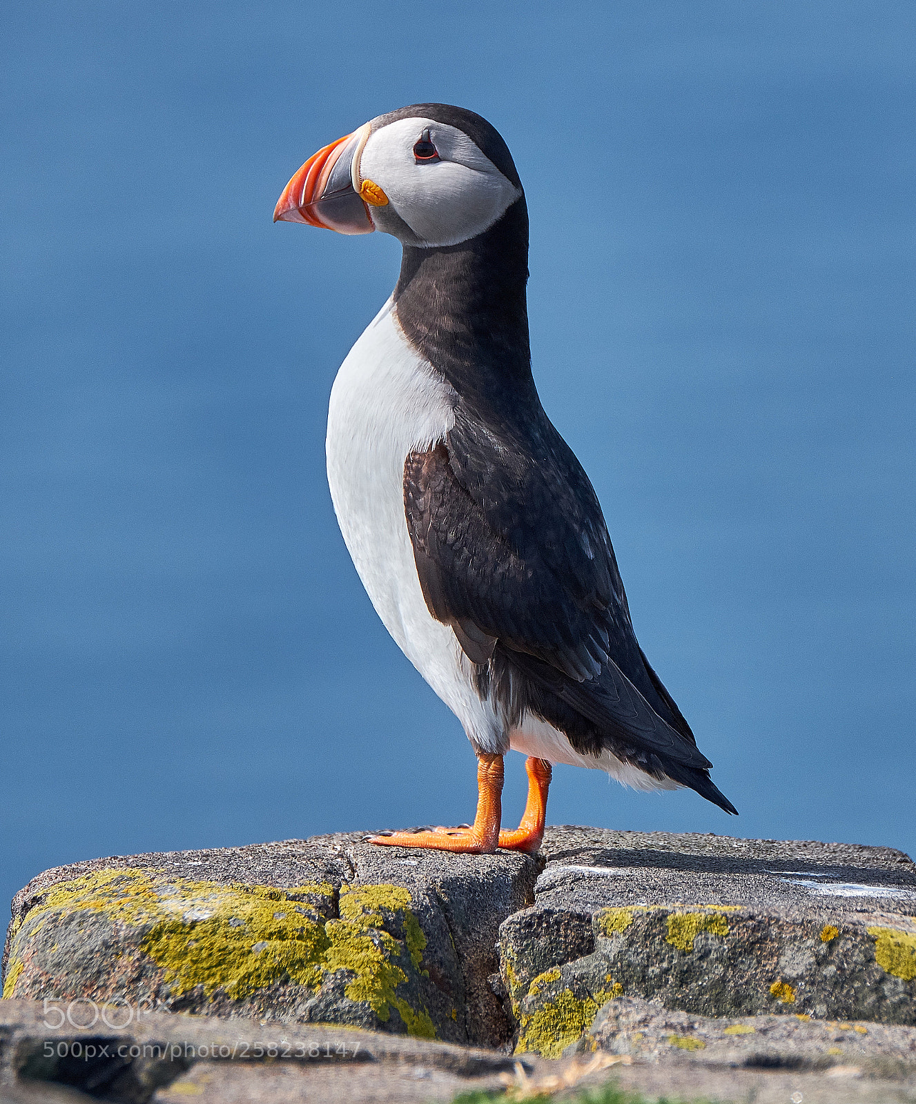 Fujifilm X-T2 sample photo. Puffins photography
