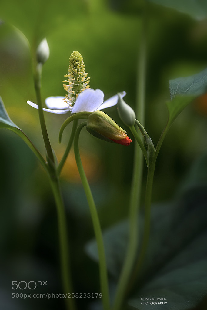 Pentax K-1 sample photo. Dreaming with flowers-1 photography