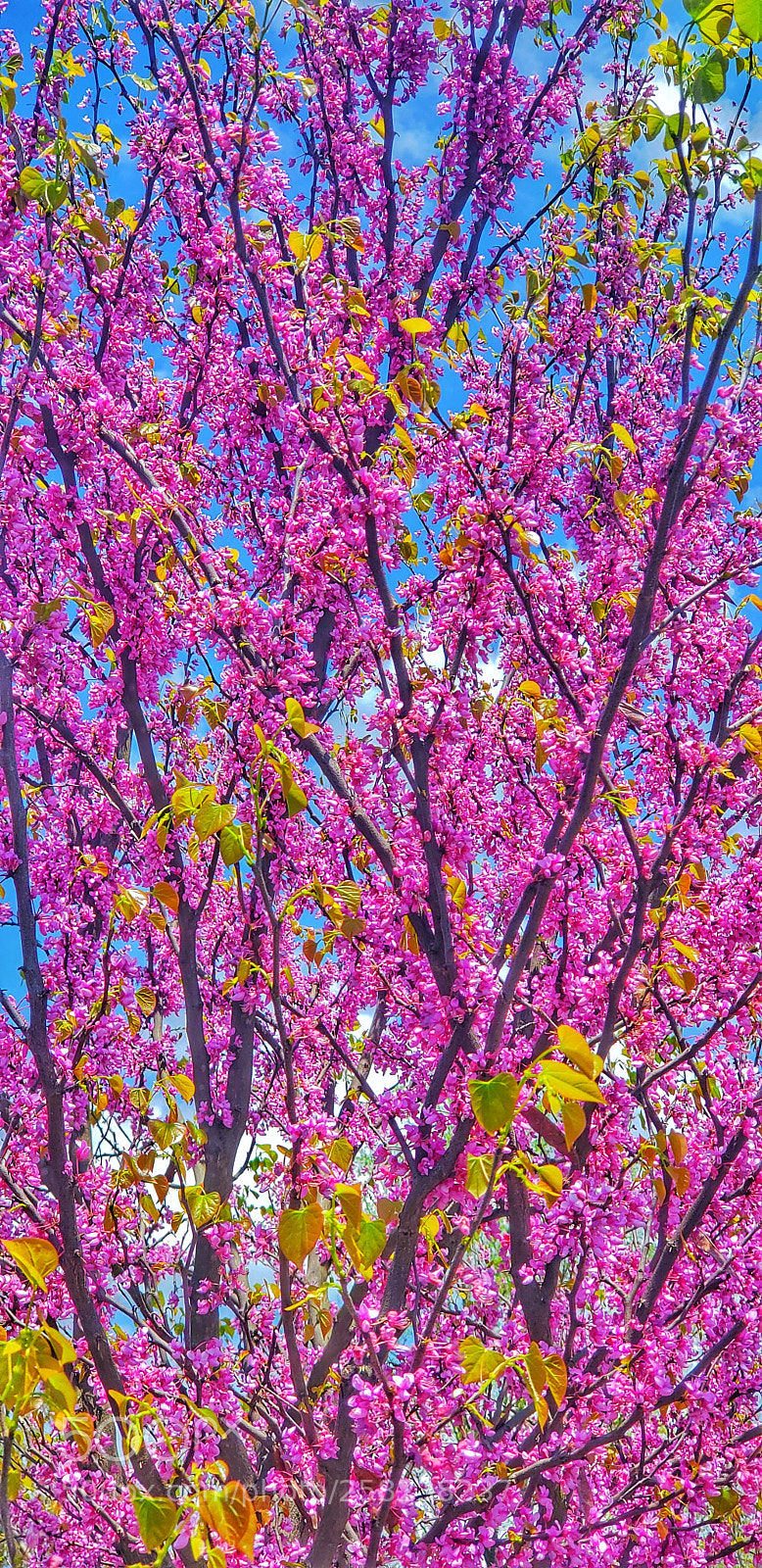Samsung Galaxy S9+ sample photo. Spring has sprung photography