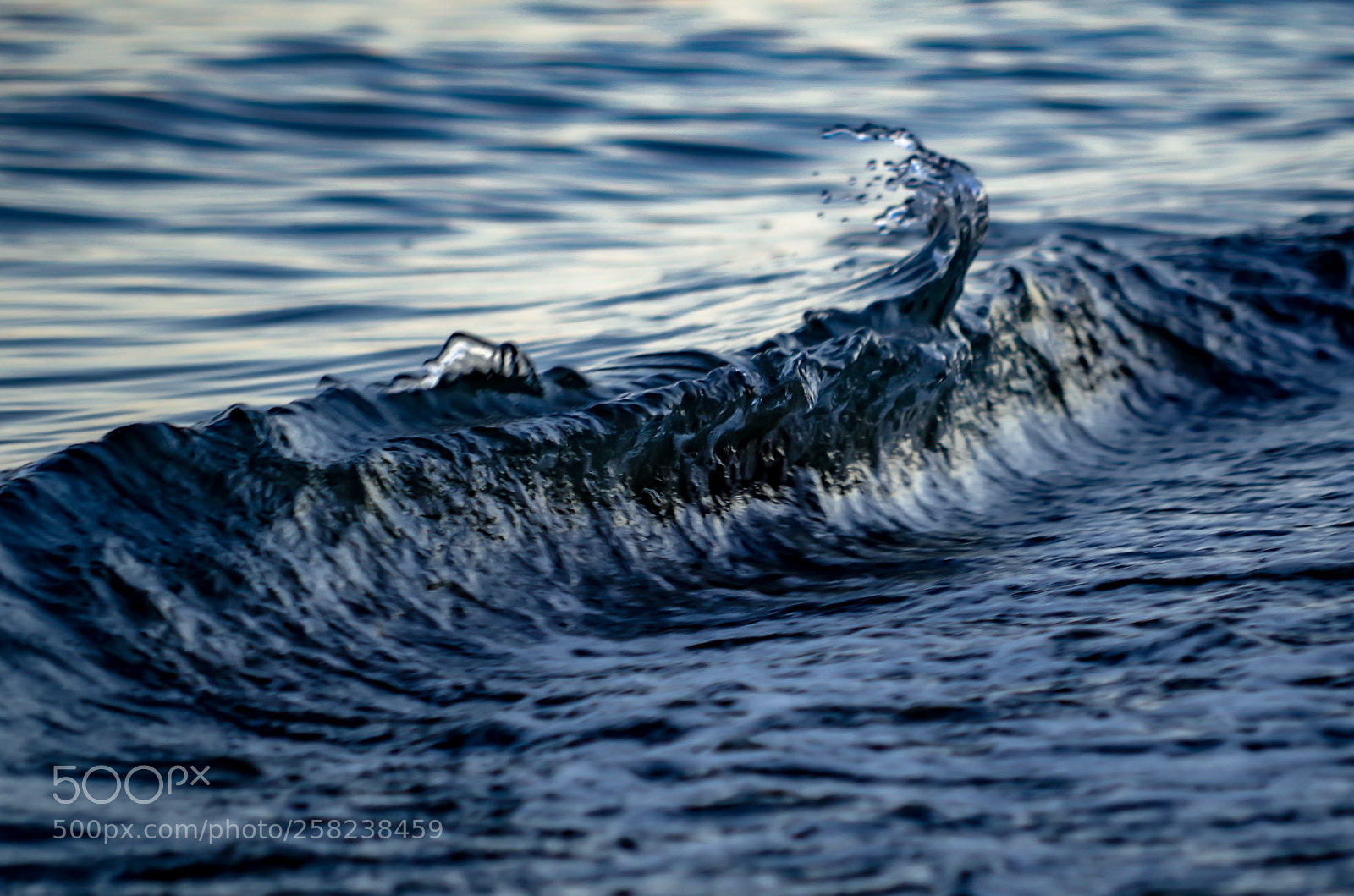 Pentax K-50 sample photo. Tentacle photography