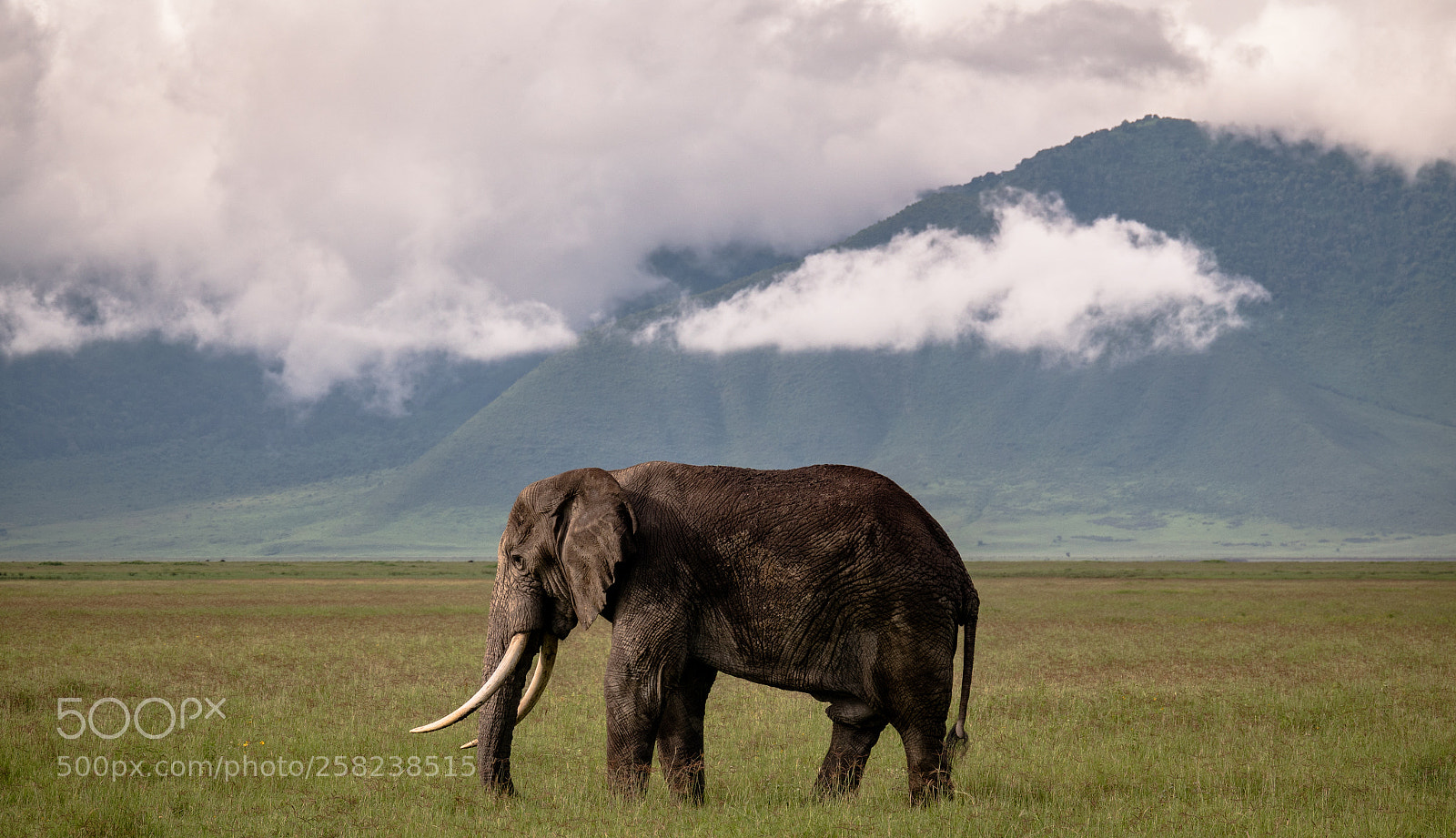 Sony Cyber-shot DSC-RX10 IV sample photo. A bachelor elephant roams photography