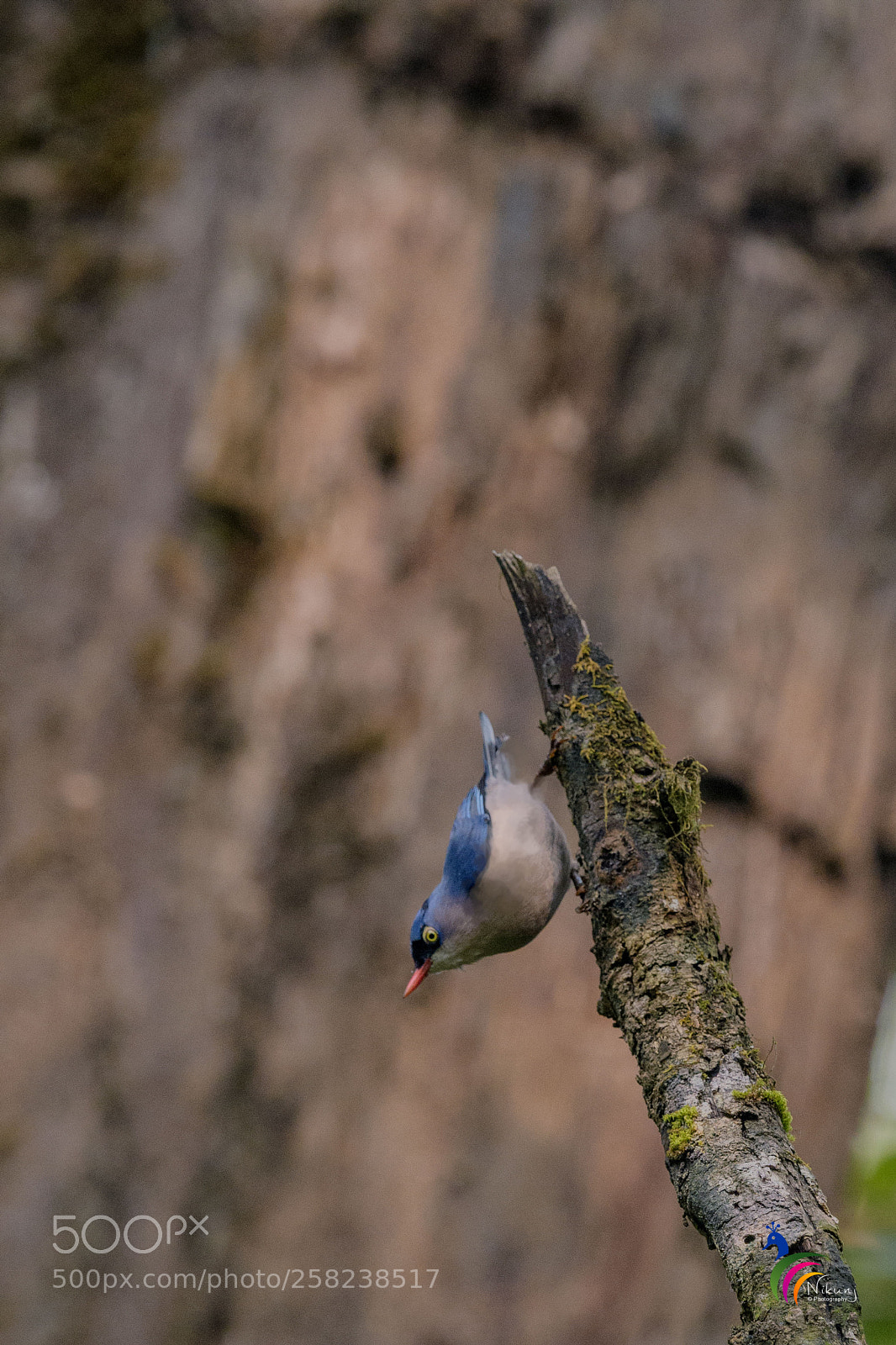 Nikon D500 sample photo. Nuthatch photography