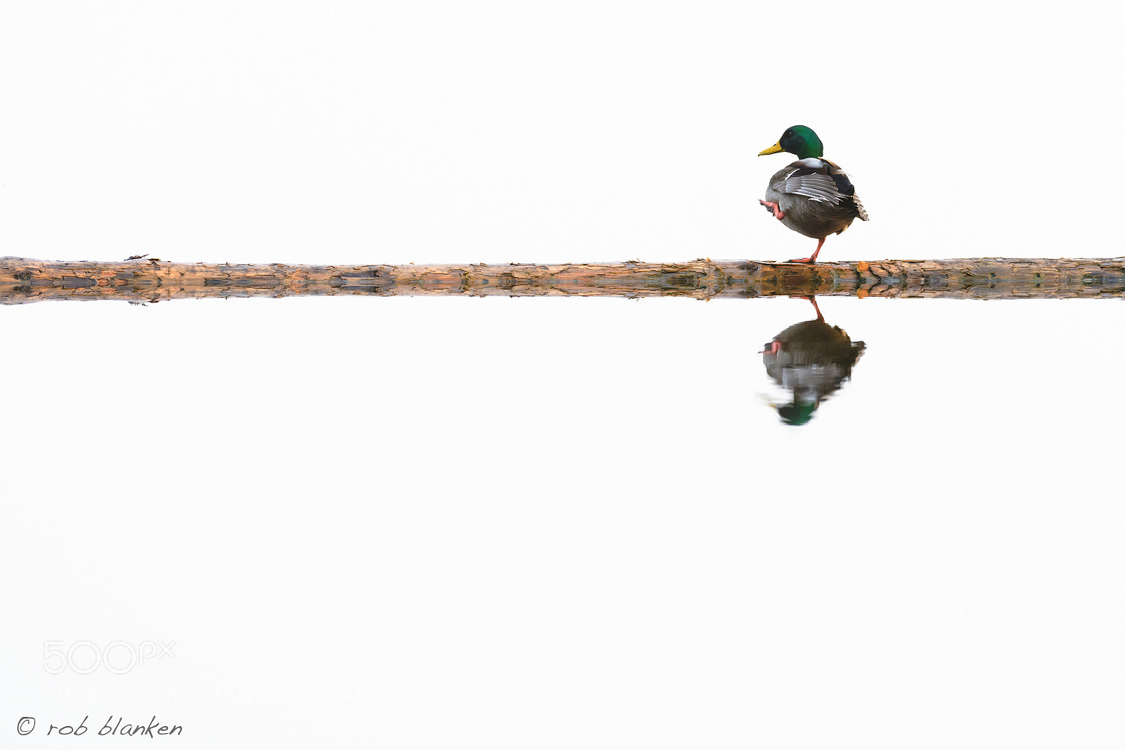 Nikon D850 sample photo. Equilibrium photography