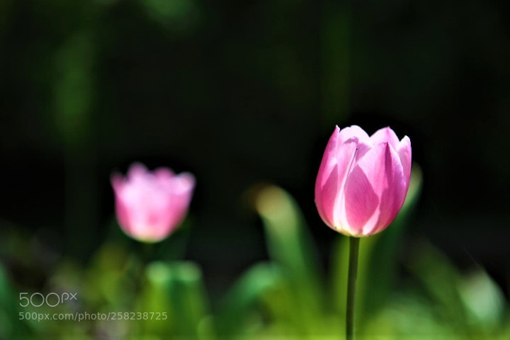 Canon EOS 6D sample photo. Img photography