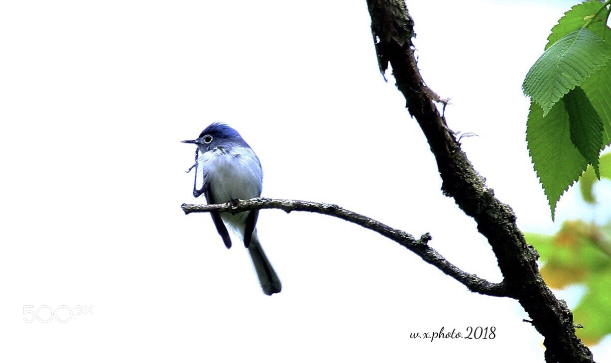 Canon EOS 7D Mark II sample photo. Oriental white-eye photography
