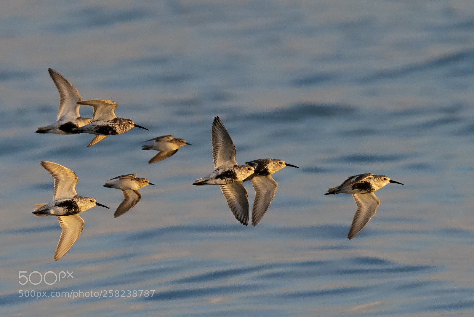 Nikon D850 sample photo. Dulin and least sandpipers photography