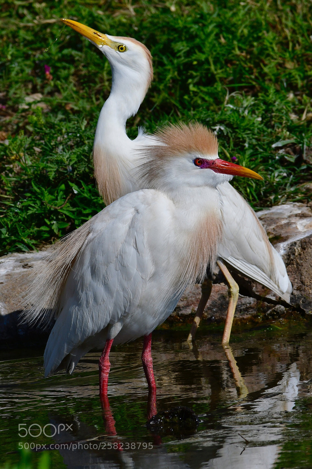 Nikon D500 sample photo. Opposites attract photography