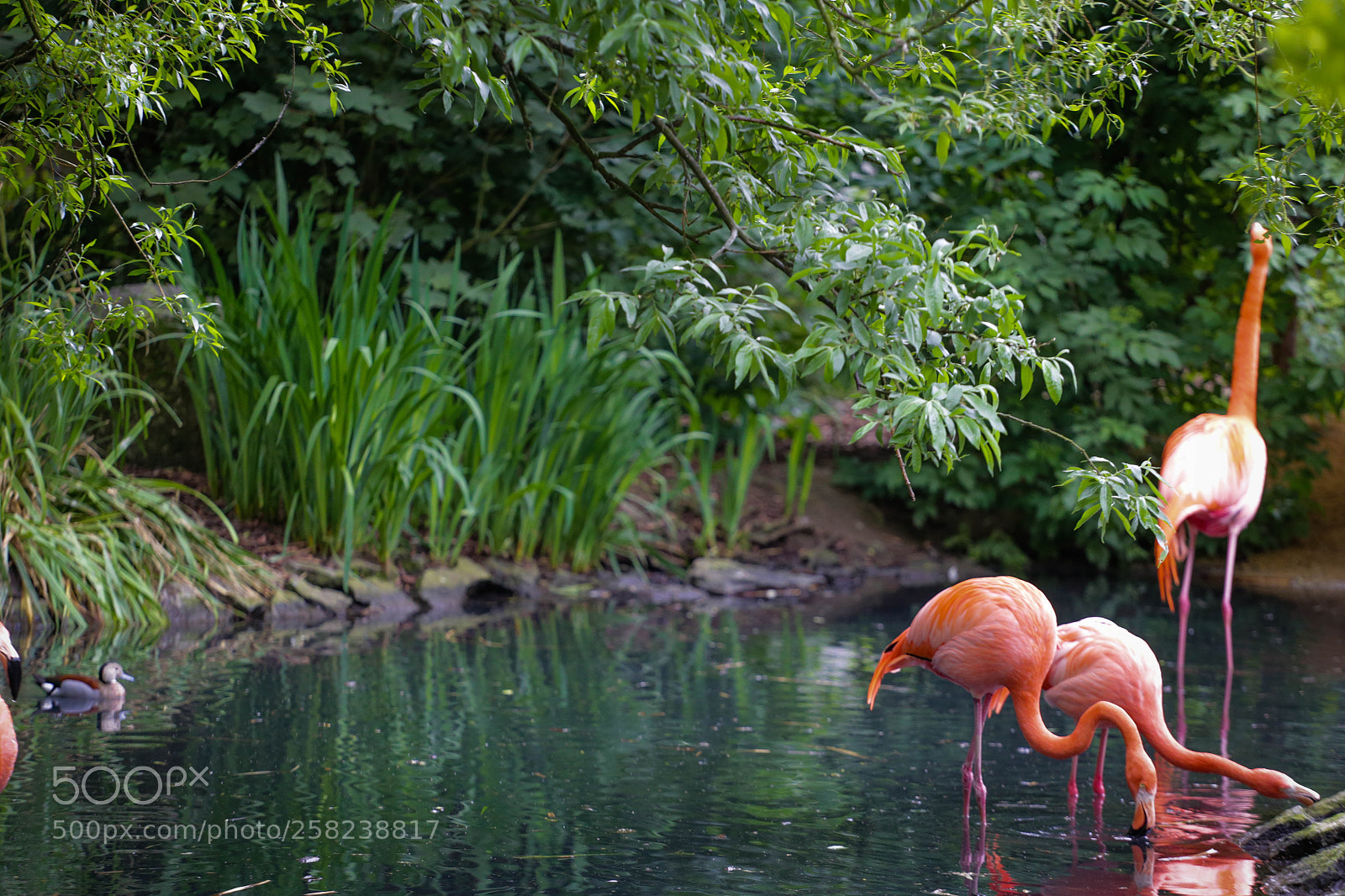 Canon EOS 6D sample photo. Pairidaiza 2 photography