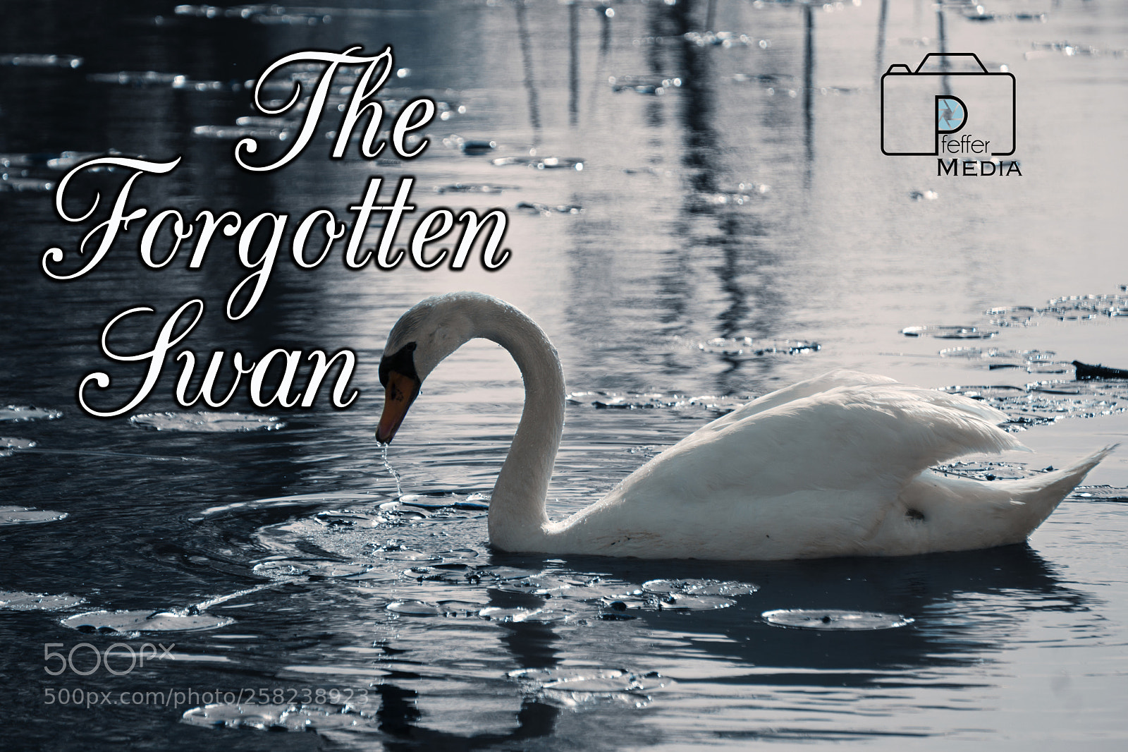 Sony a6000 sample photo. The forgotten swan photography