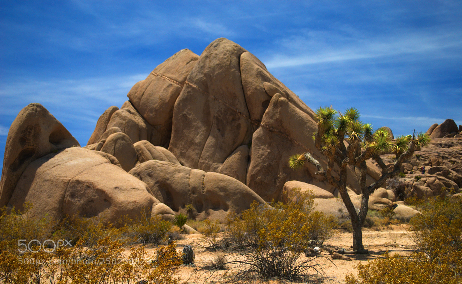Nikon D3000 sample photo. Joshua tree national park photography
