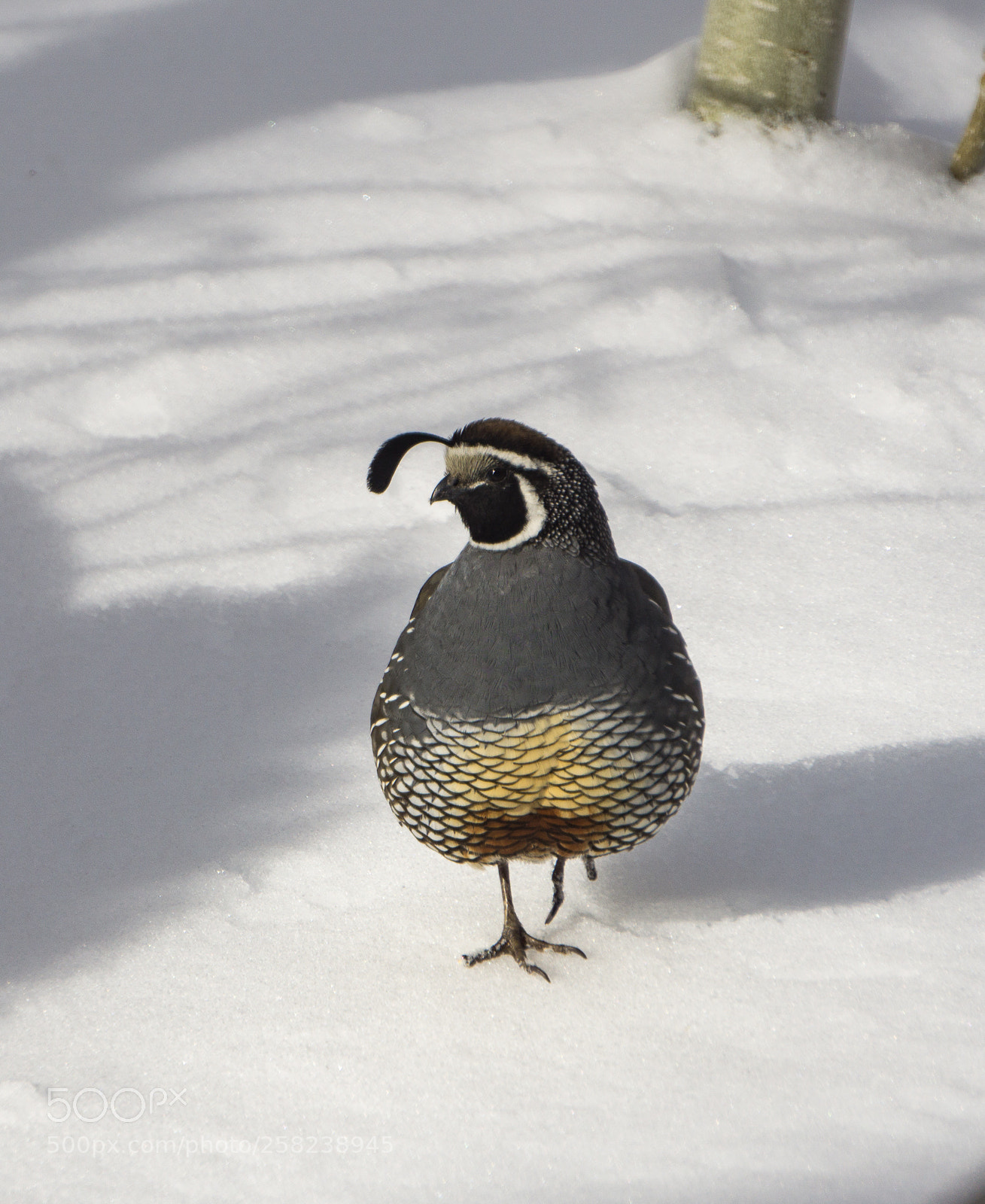 Sony a6000 sample photo. Quail photography
