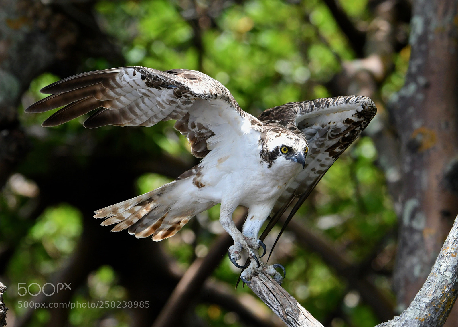 Nikon D500 sample photo. Osprey close-up photography