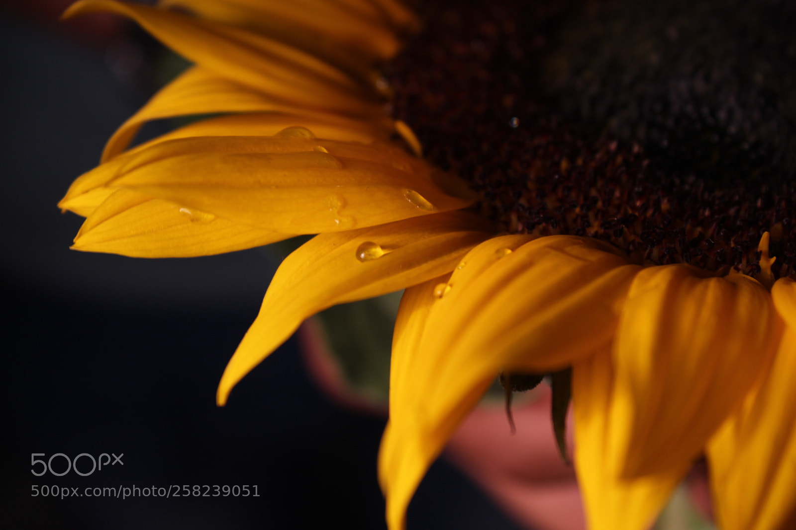 Canon EOS 1300D (EOS Rebel T6 / EOS Kiss X80) sample photo. Girasol photography