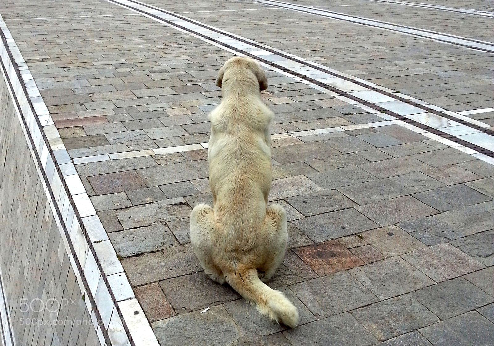 Samsung Galaxy Note2 sample photo. Dog photography