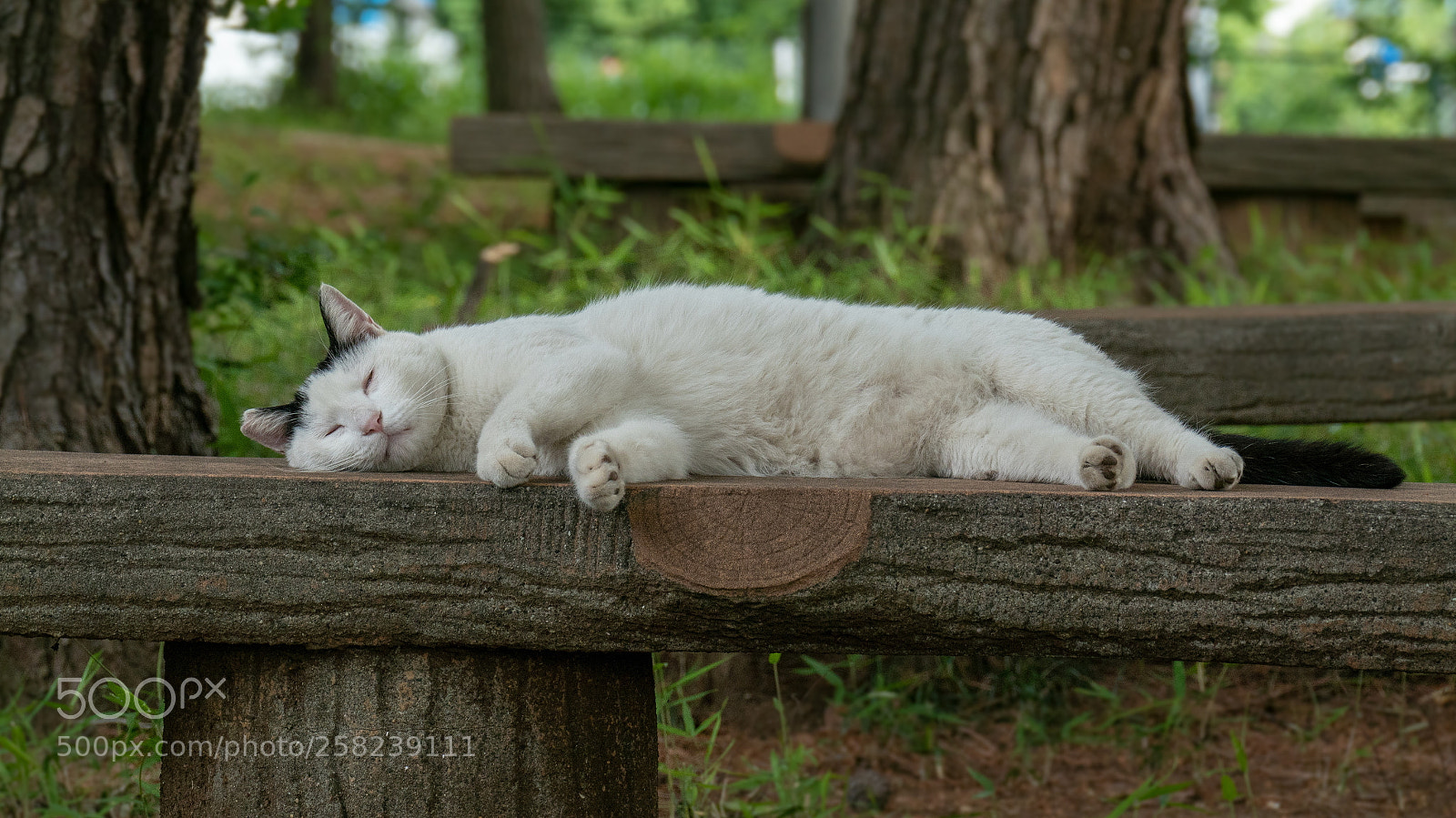 Panasonic Lumix DMC-FZ1000 sample photo. お昼寝 photography