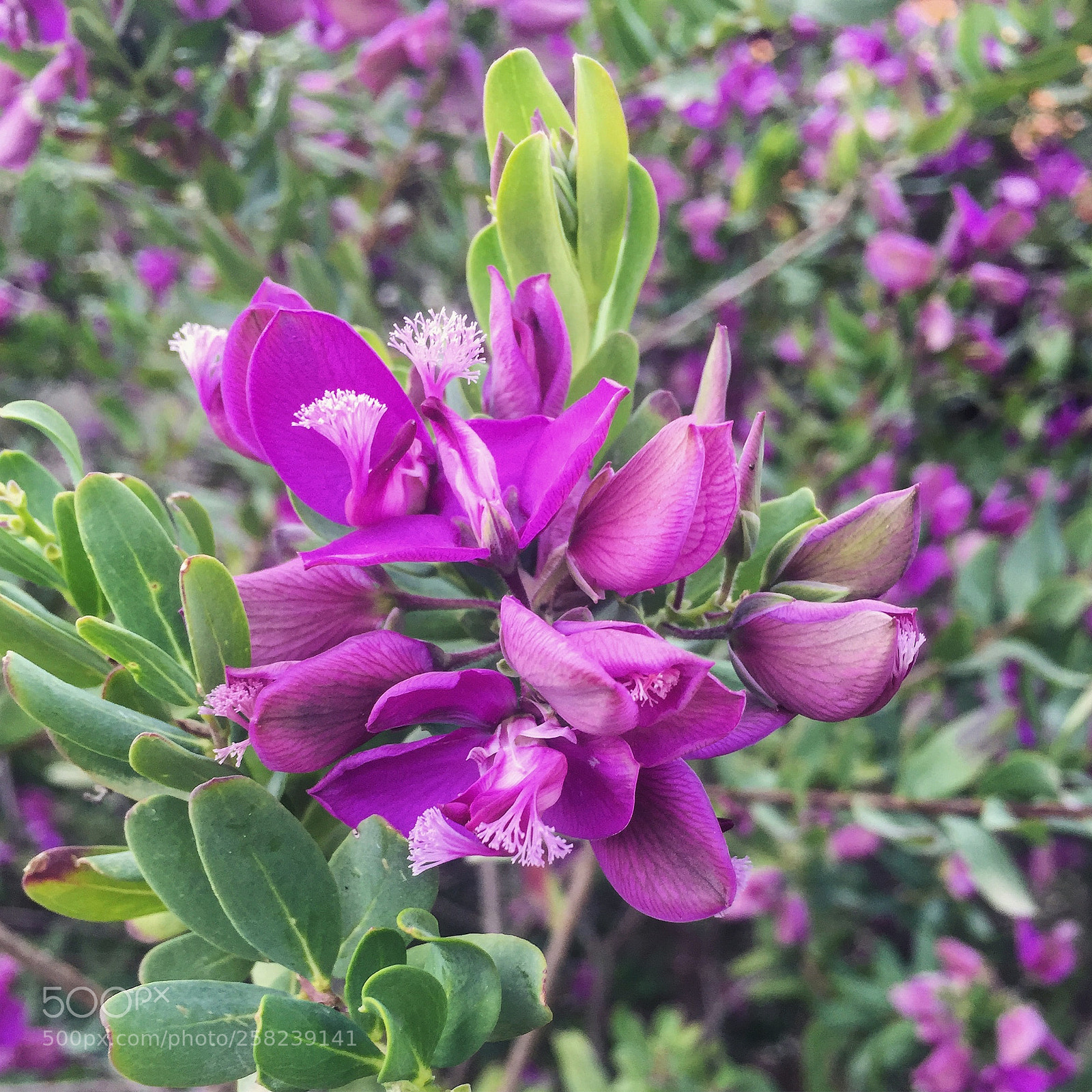 Apple iPhone 6 sample photo. Purple photography