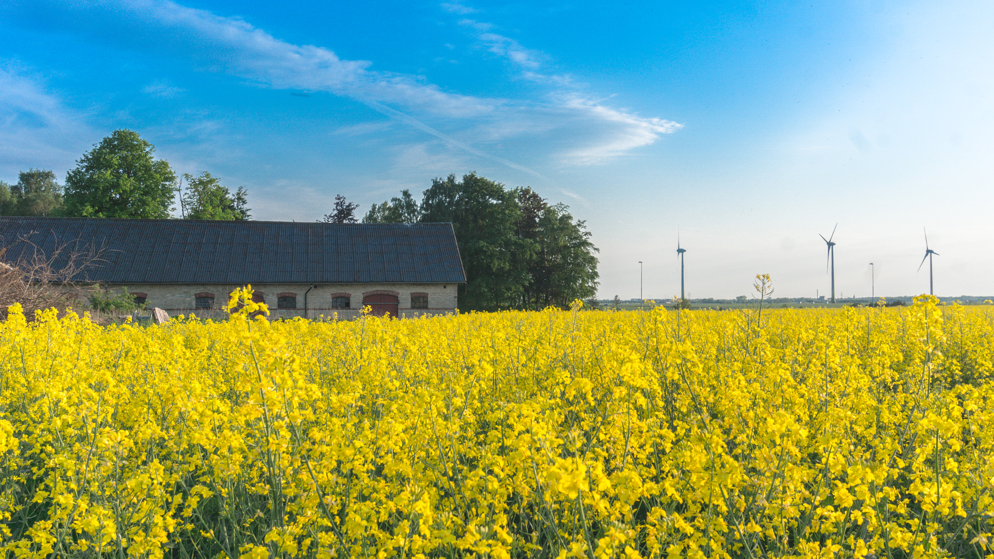 Sony Alpha NEX-5R sample photo. Summer in sweden photography