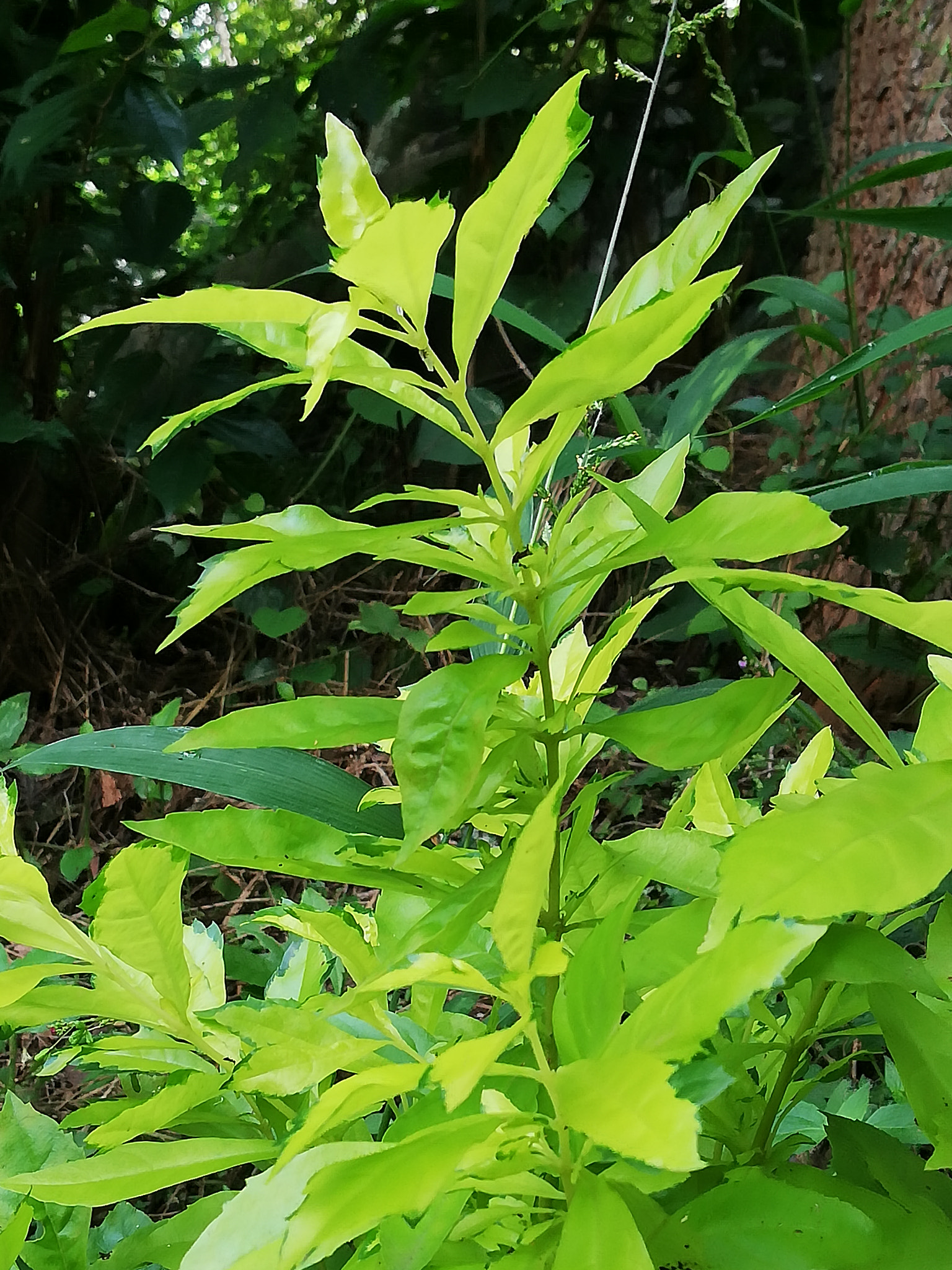 HUAWEI nova 2i sample photo. Nature photography