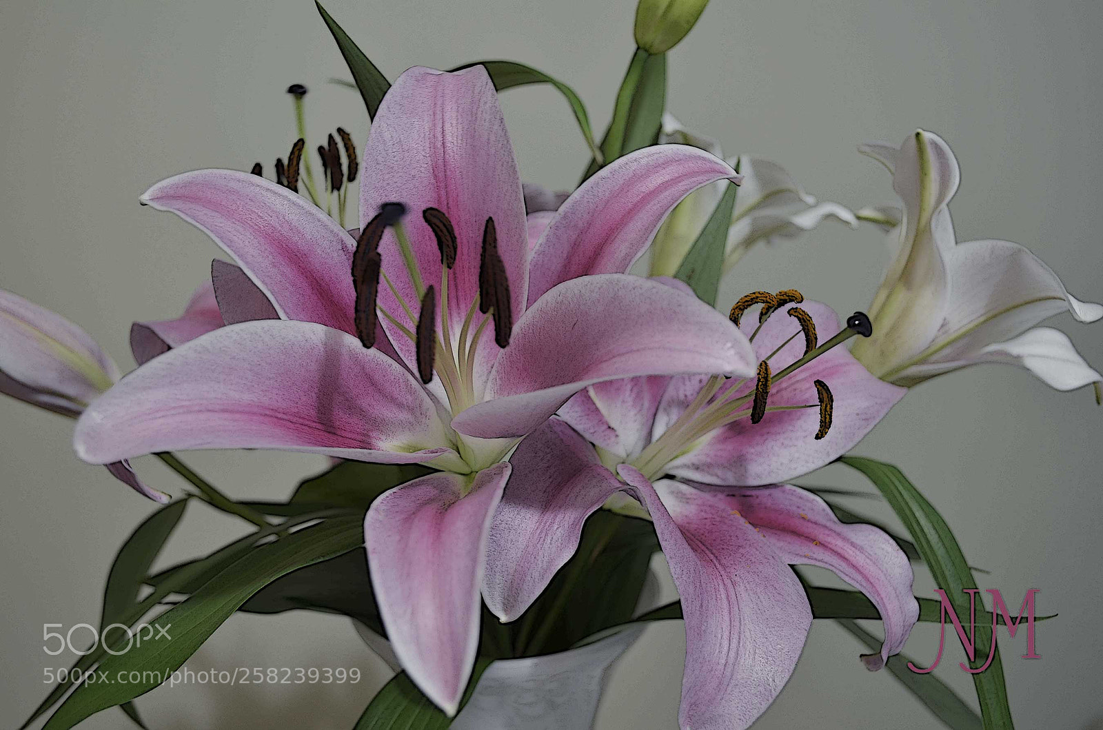 Nikon D5100 sample photo. Bursting with confidence photography