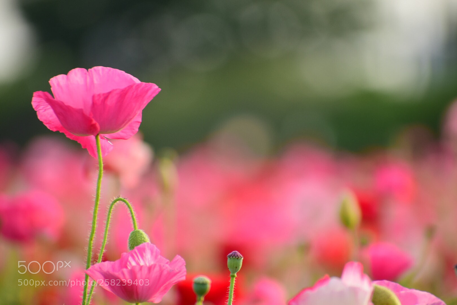 Nikon D5300 sample photo. Corn poppy photography