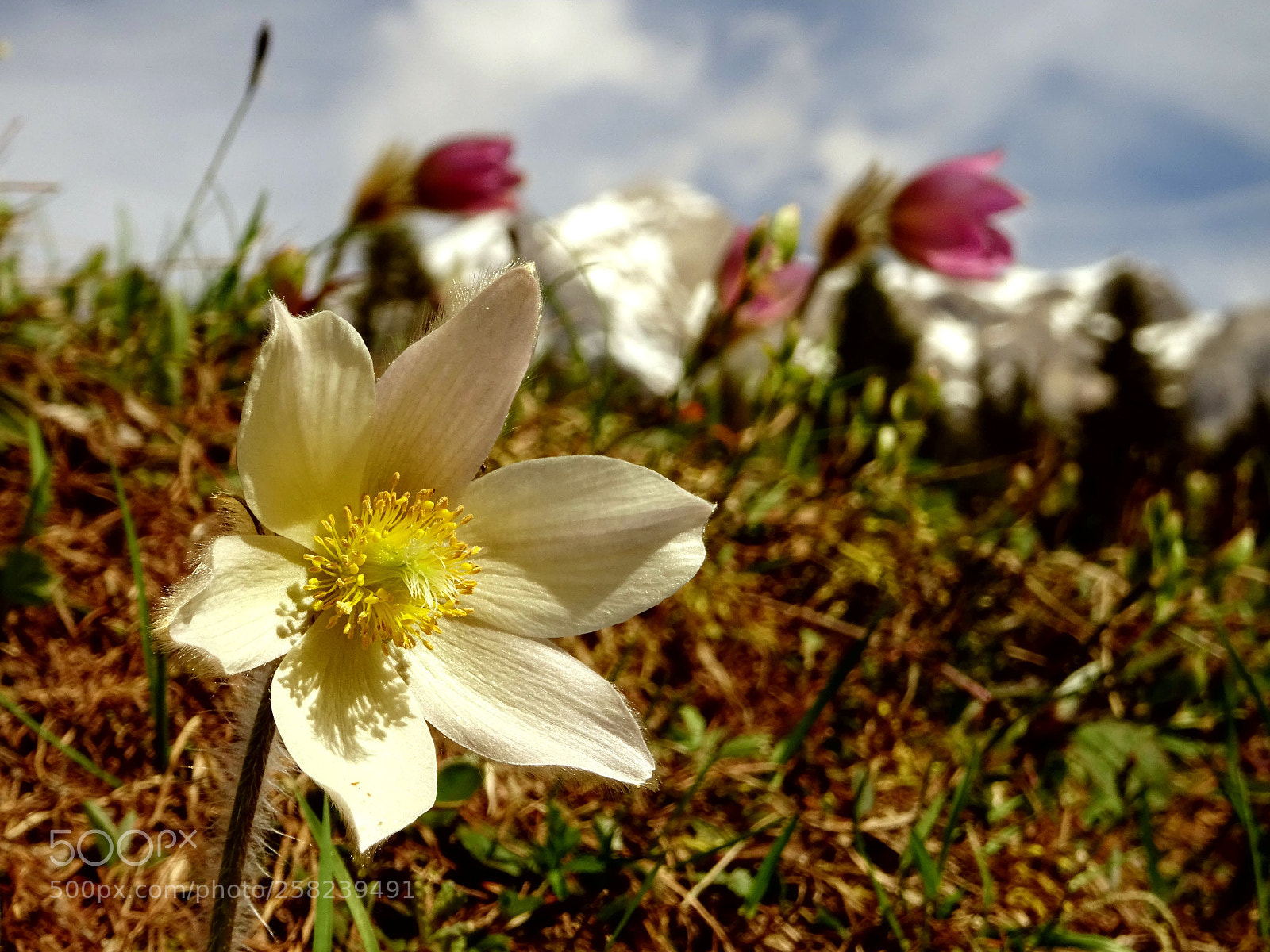 Sony DSC-HX60V sample photo. Das auge... photography