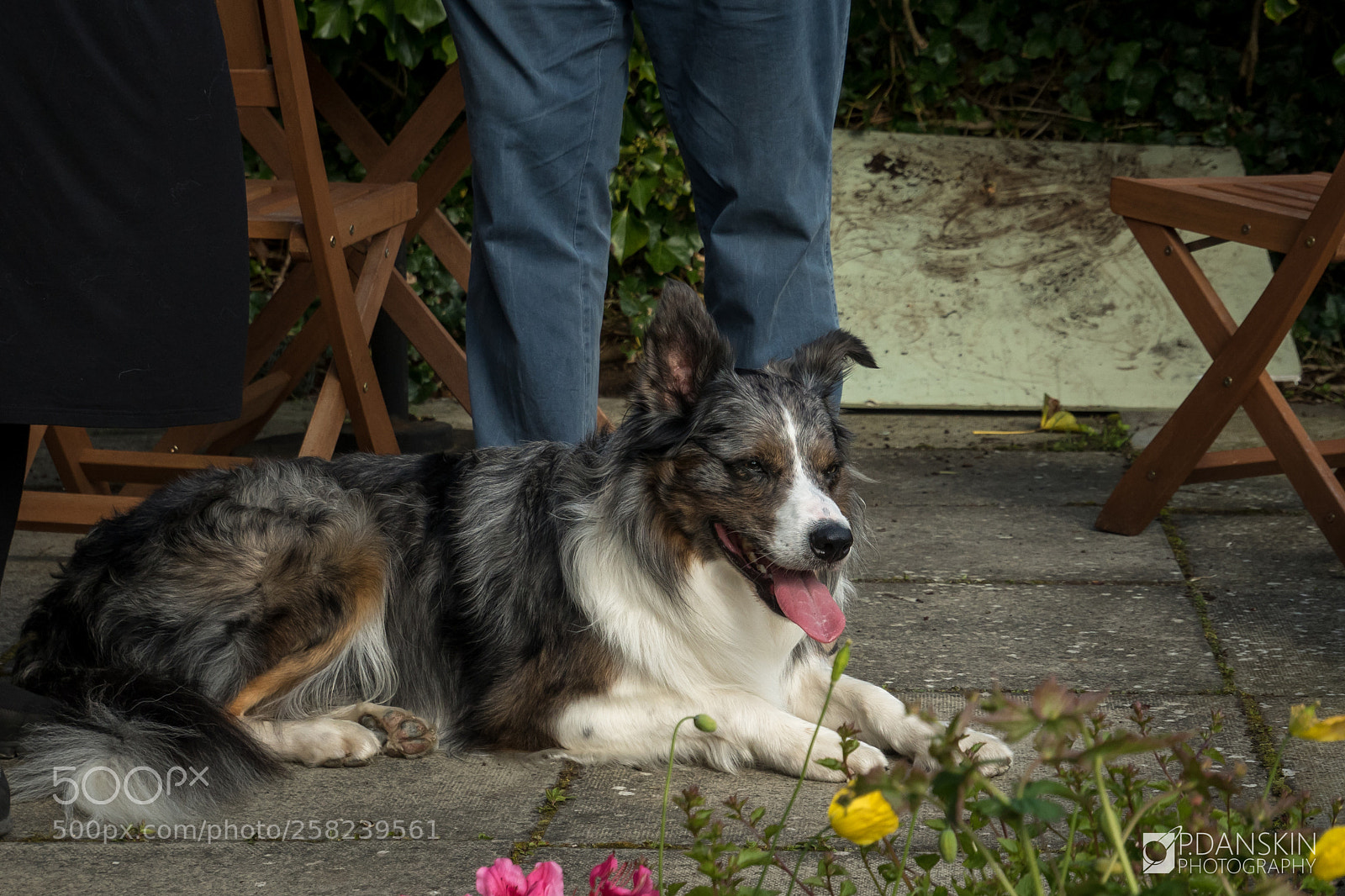 Olympus OM-D E-M5 II sample photo. A very good boy! photography