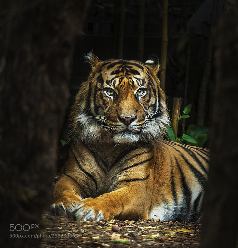 Nikon D4 sample photo. Sumatran tiger photography