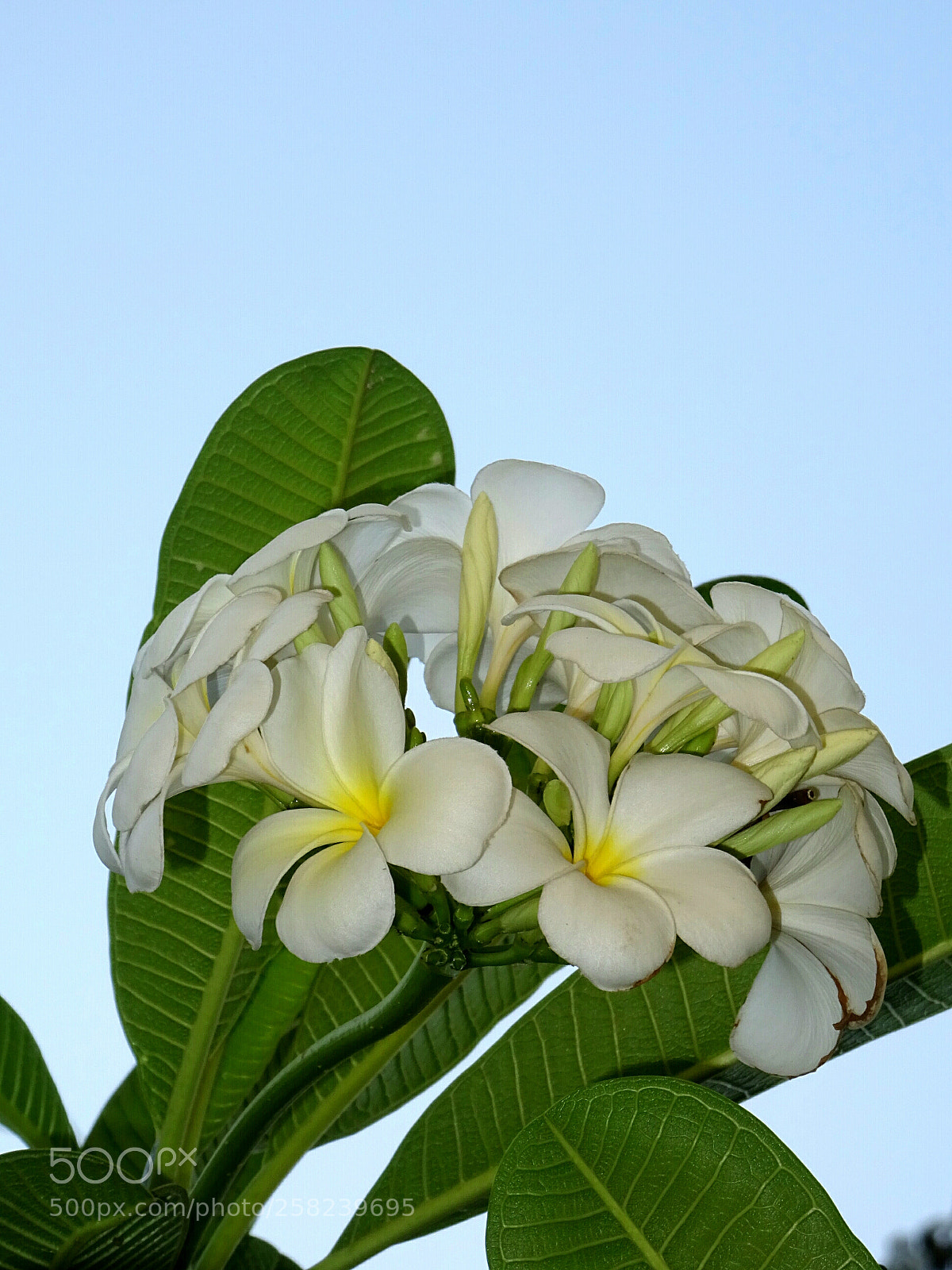 Sony DSC-HX60V sample photo. White plumeria photography
