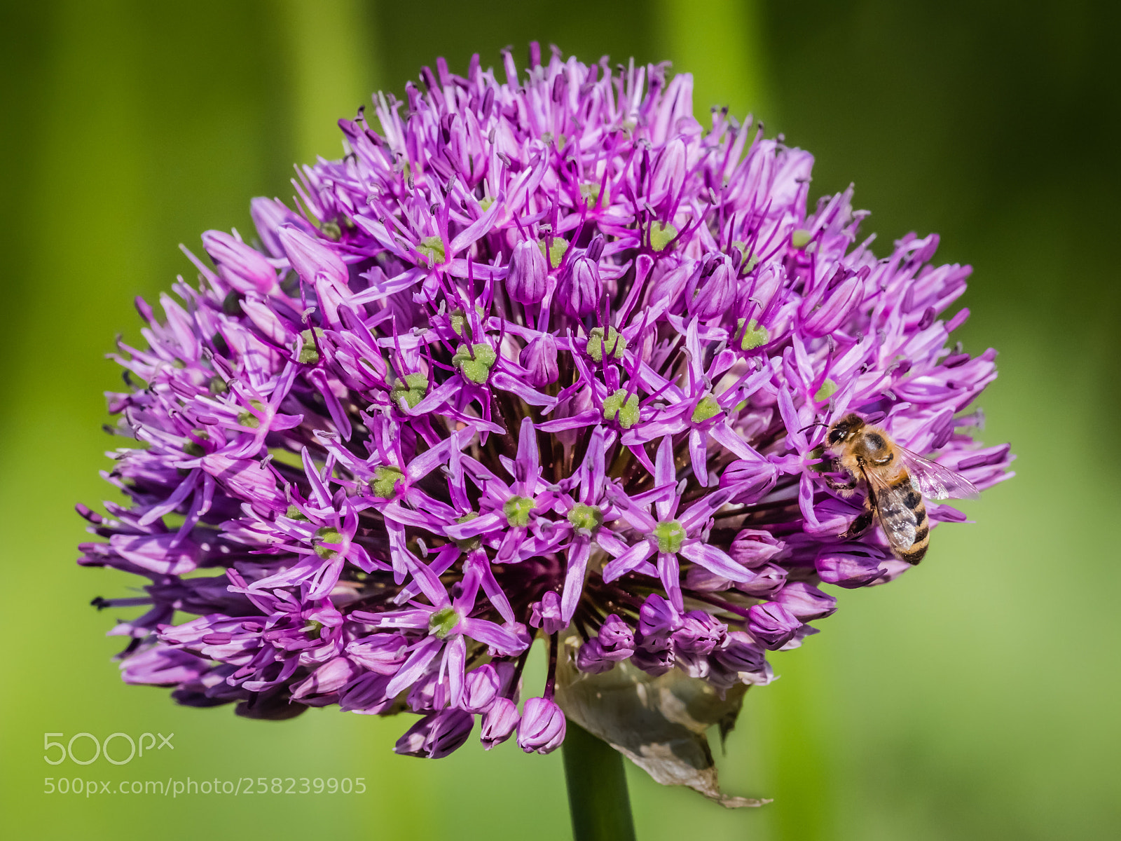Olympus OM-D E-M1 Mark II sample photo. Another bee photography