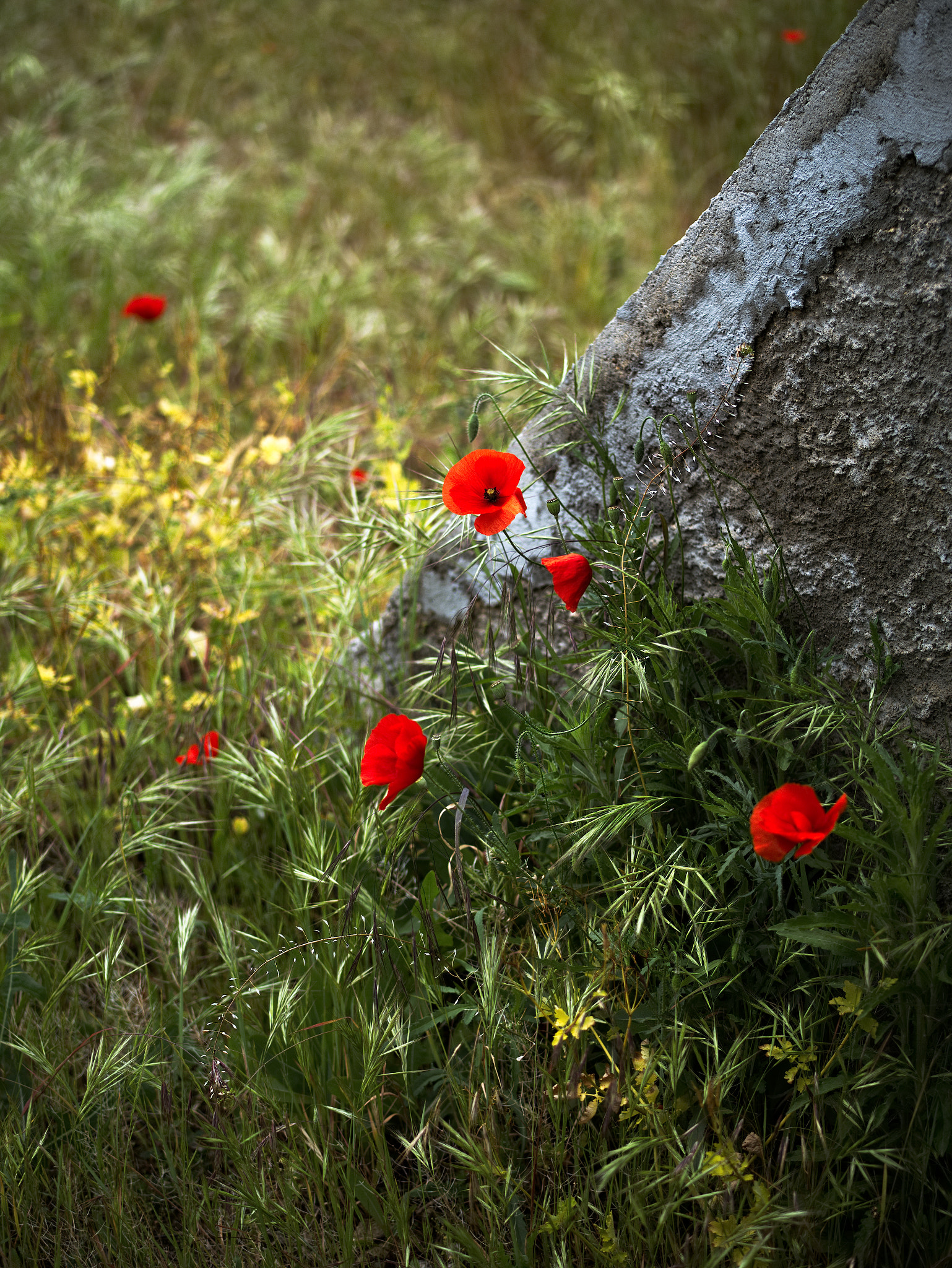 Panasonic Lumix DC-GX9 sample photo. Le printemps dans la ville photography