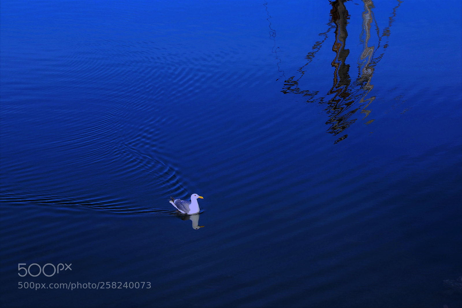 Canon EOS 6D Mark II sample photo. Seagull -- 海鸥 photography
