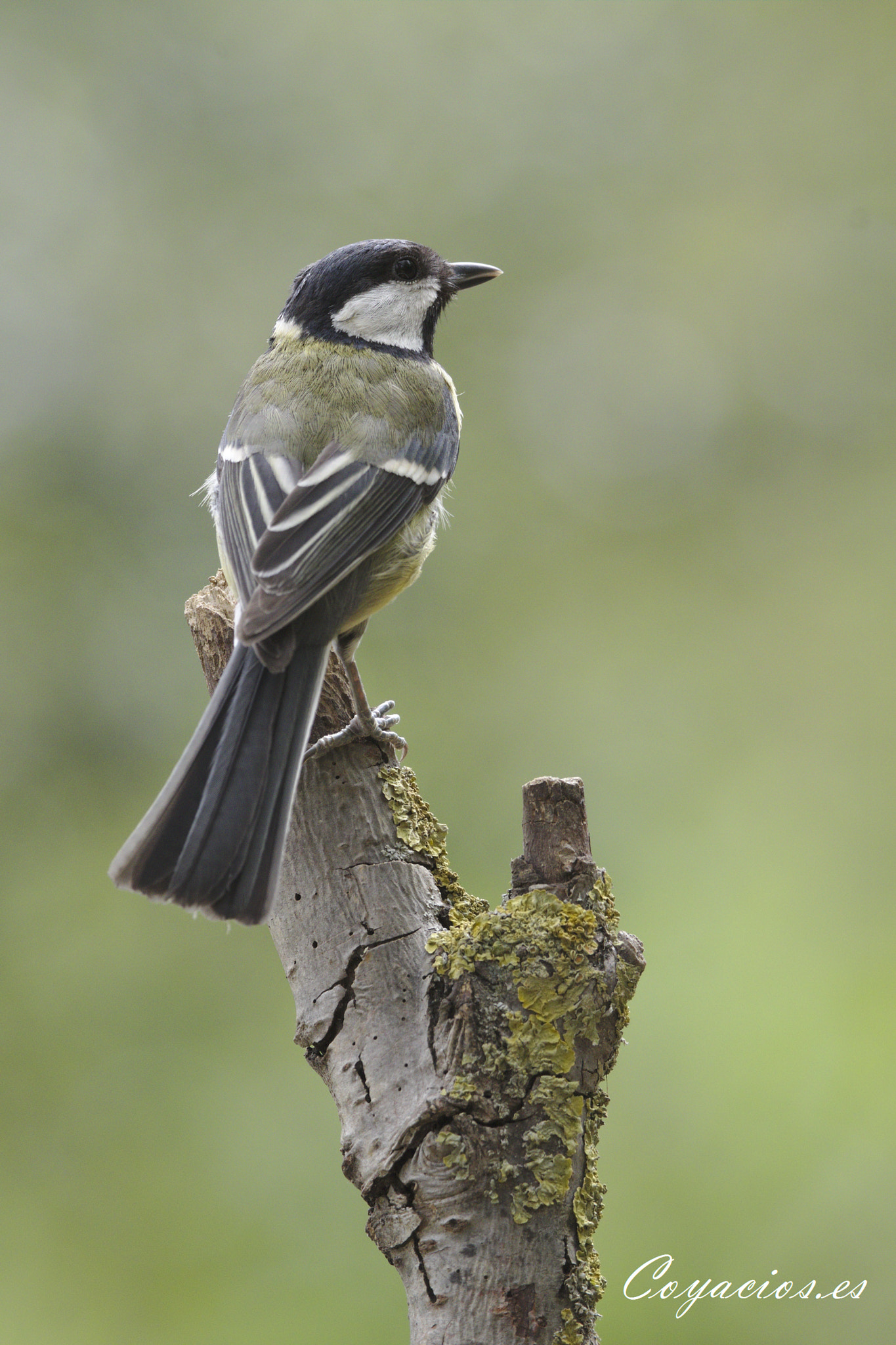 Canon EOS 7D Mark II sample photo. Carbonero común (parus major) photography