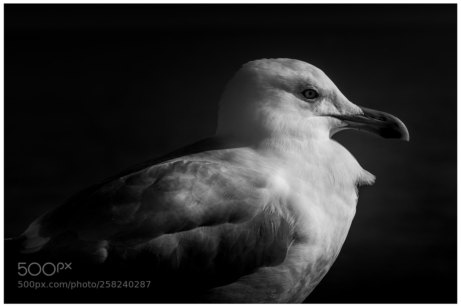 Nikon D810 sample photo. Birds eye view photography