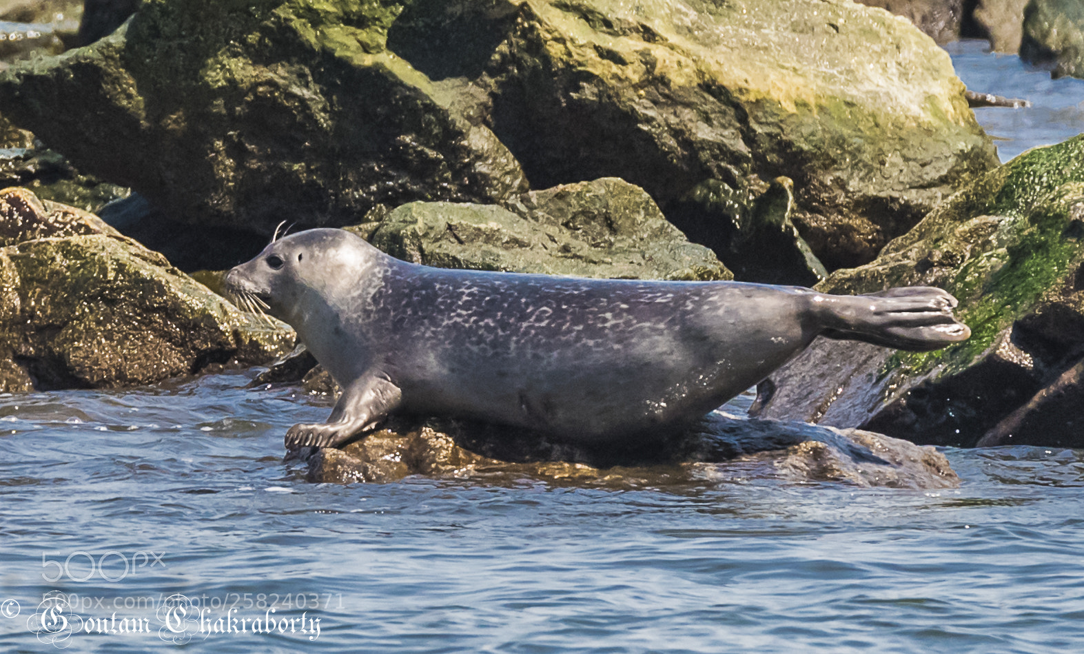 Nikon D750 sample photo. New york seal photography