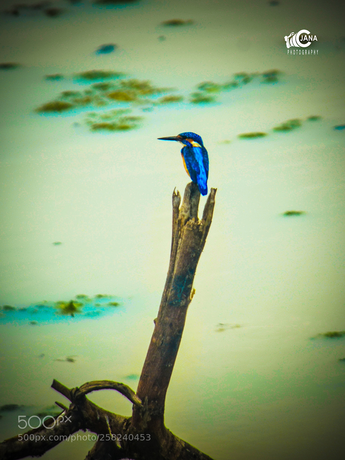 Nikon D7000 sample photo. Untitled photography