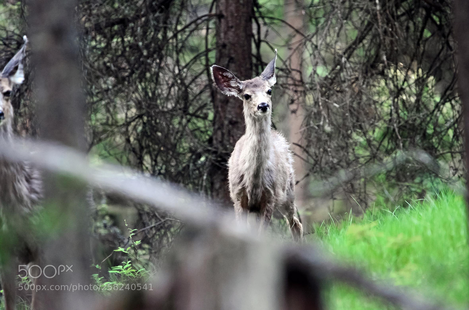 Nikon D5100 sample photo. Mule deer, bc photography