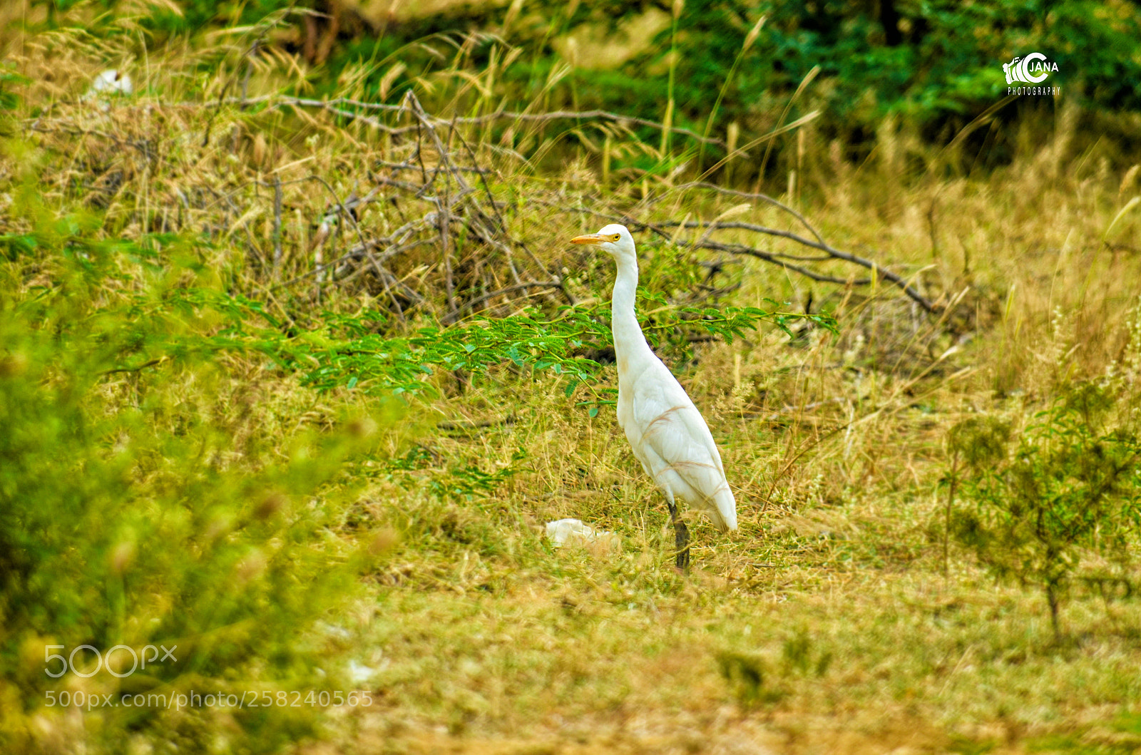 Nikon D7000 sample photo. Untitled photography