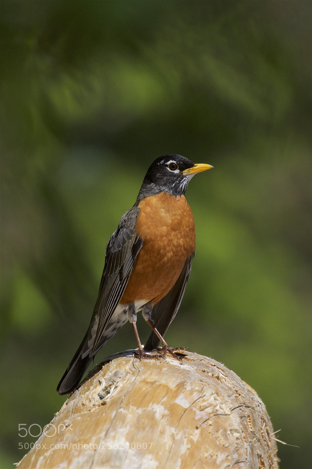 Canon EOS 7D Mark II sample photo. A robin photography