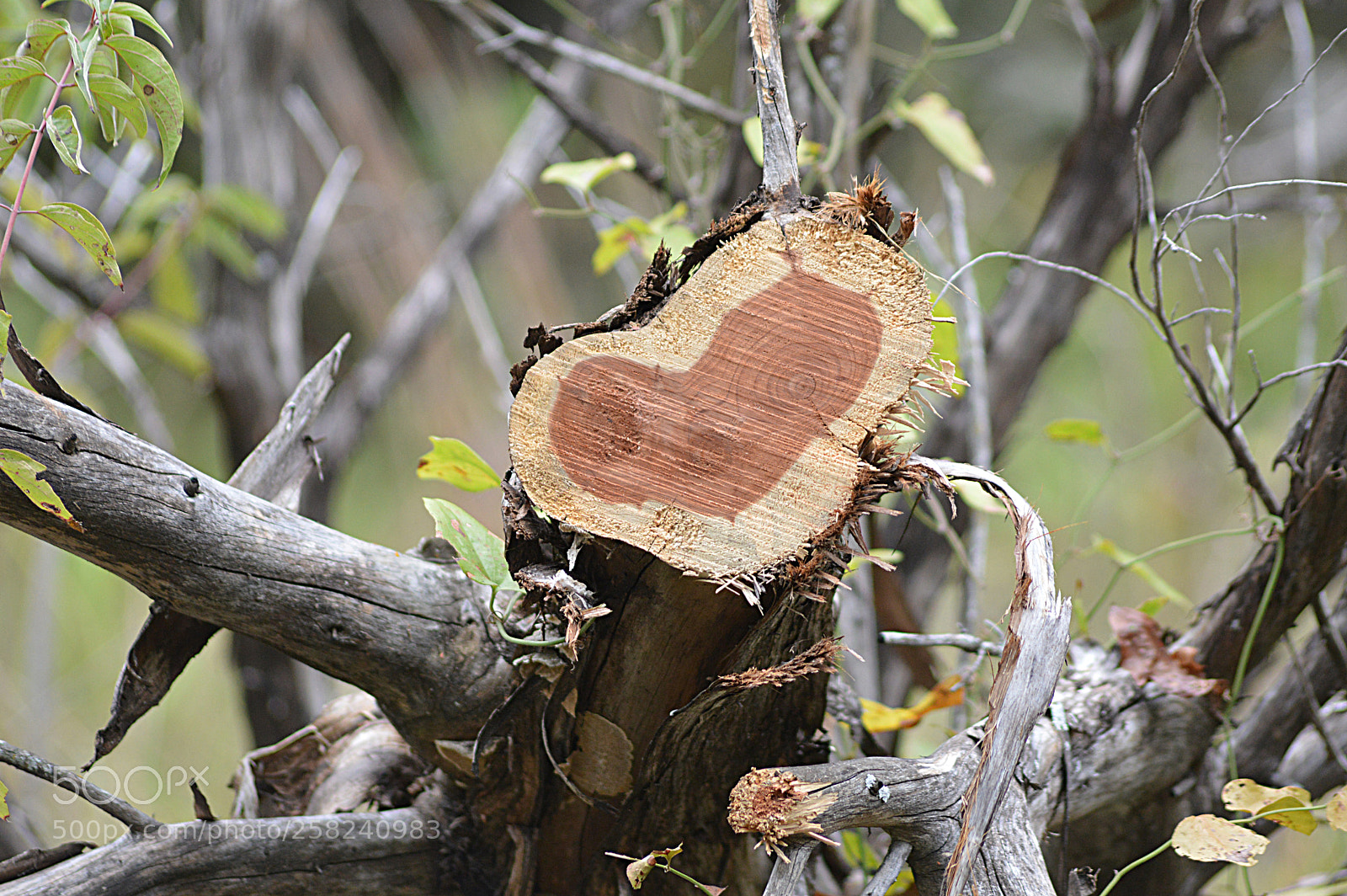Nikon D3200 sample photo. Wooden heart photography