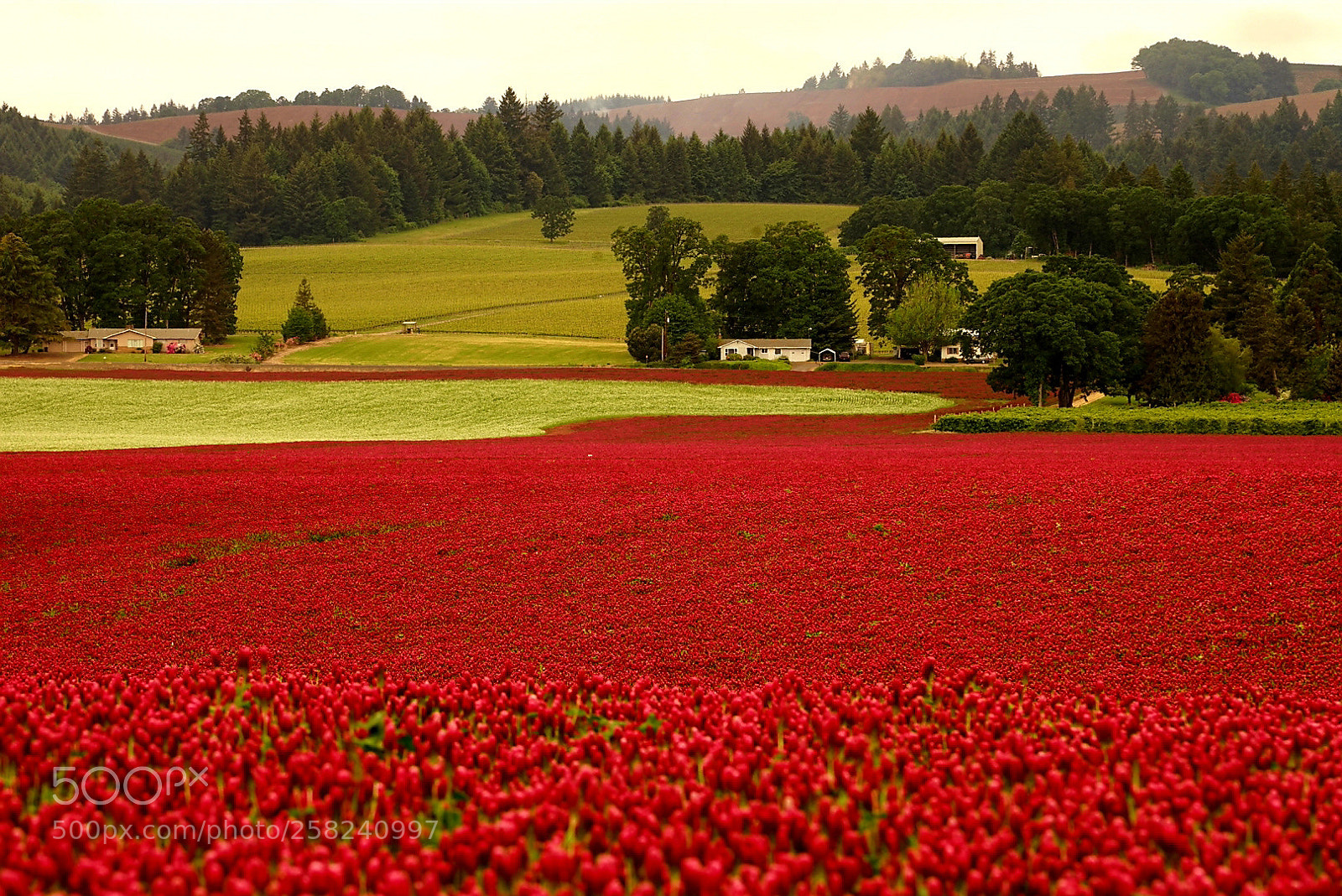 Sony a7 sample photo. Path of red photography