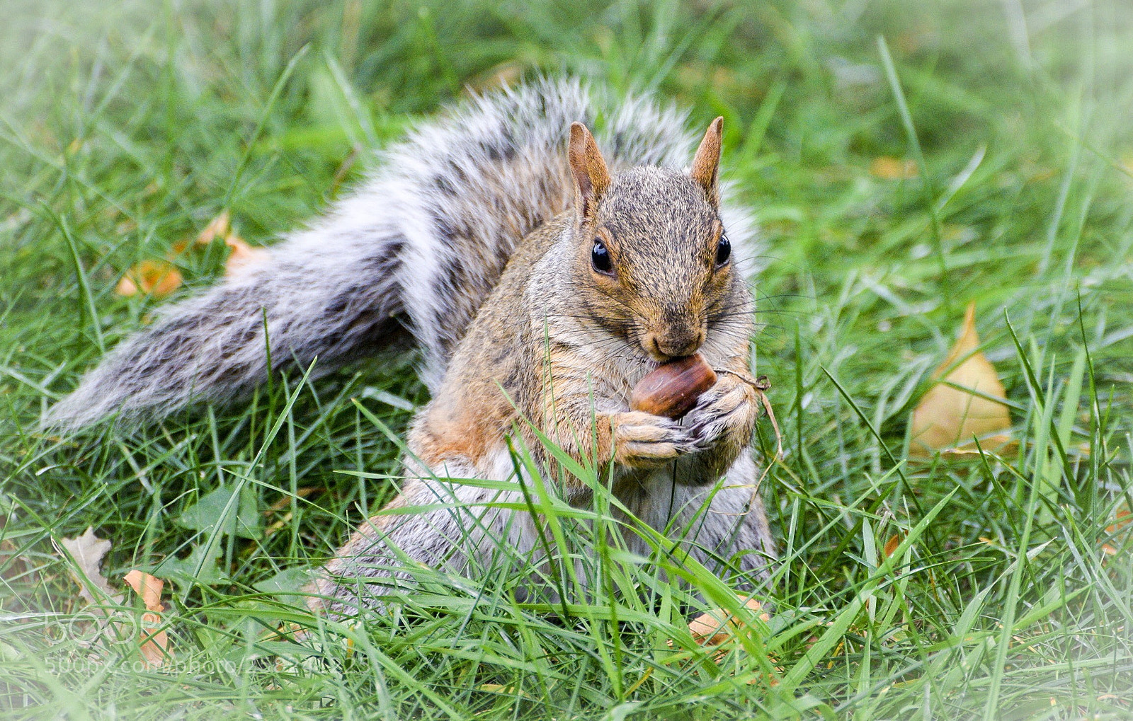 Nikon D5300 sample photo. Snack time photography